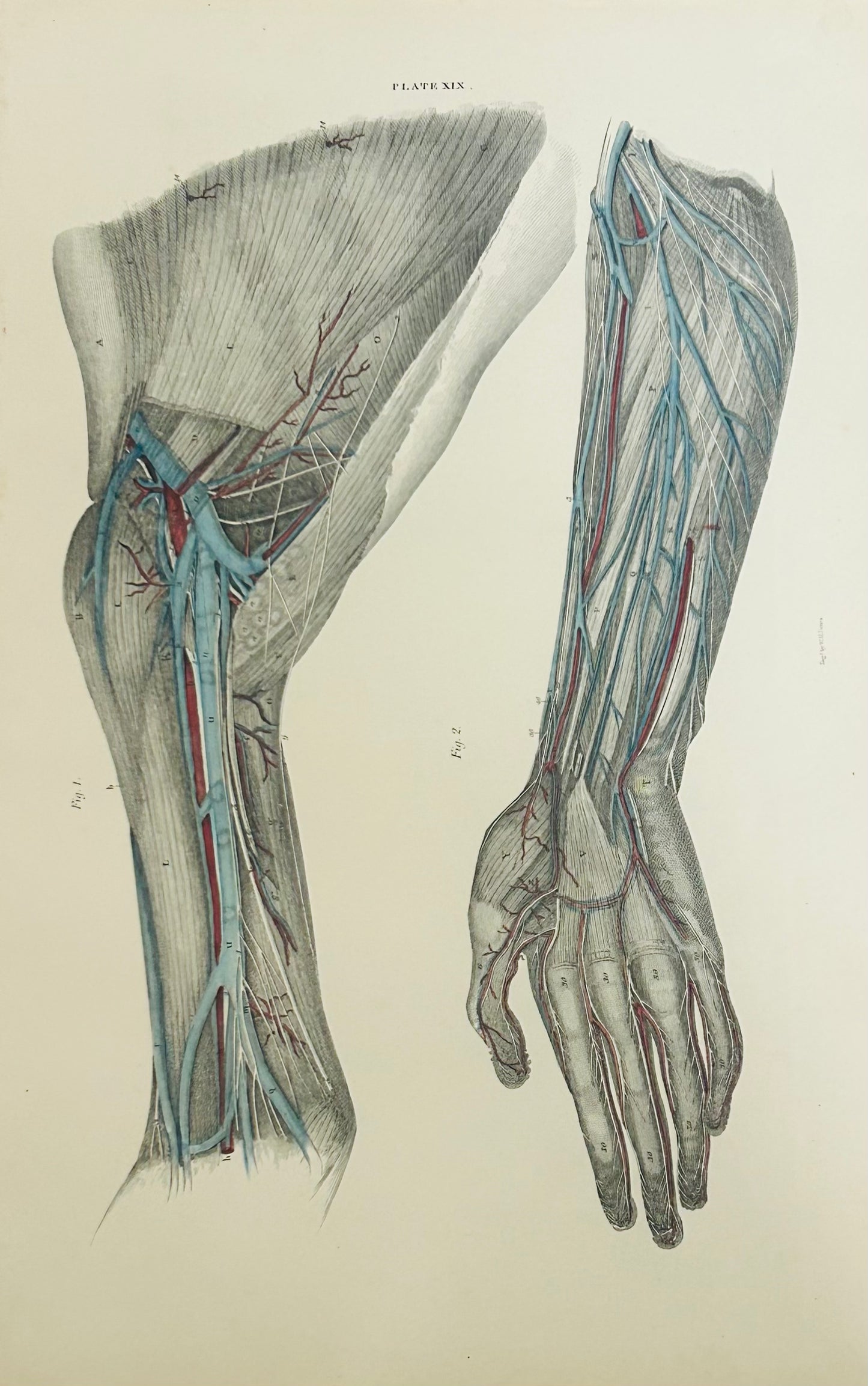 Lizars Plate XIX – Antique Anatomical Drawing Muscles of the Forearm (1823–1827) | Hand-Coloured Engraving 