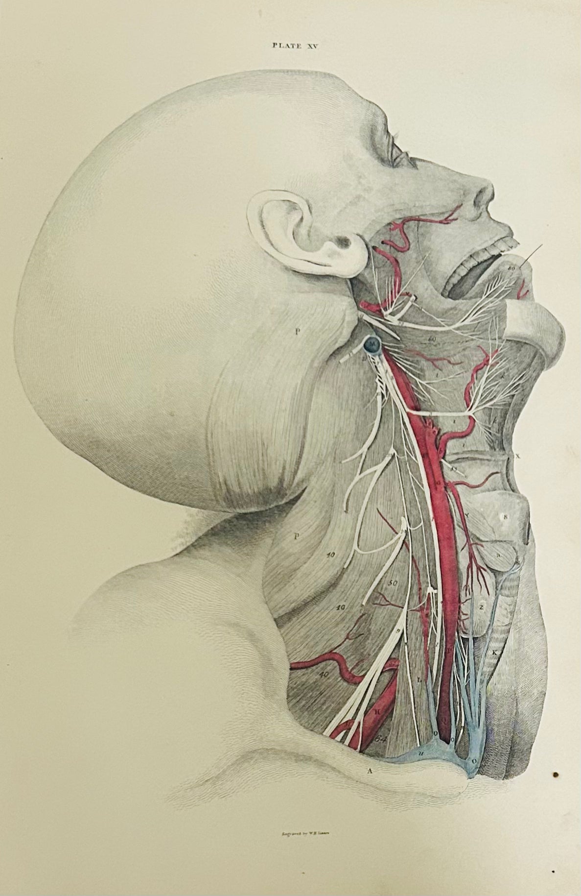 Lizars Plate XV – Antique Anatomical Drawing Arteries of the Head (1823–1827) | Hand-Coloured Engraving 