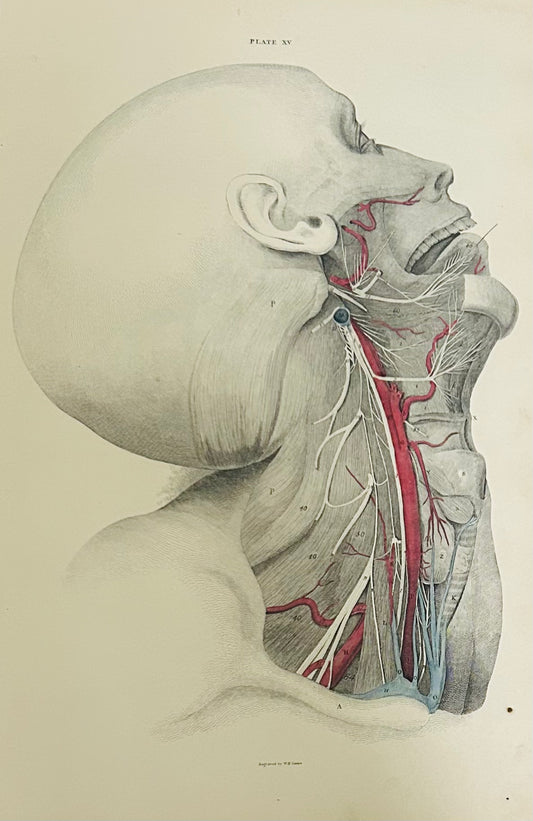 Lizars Plate XV – Antique Anatomical Drawing Arteries of the Head (1823–1827) | Hand-Coloured Engraving 