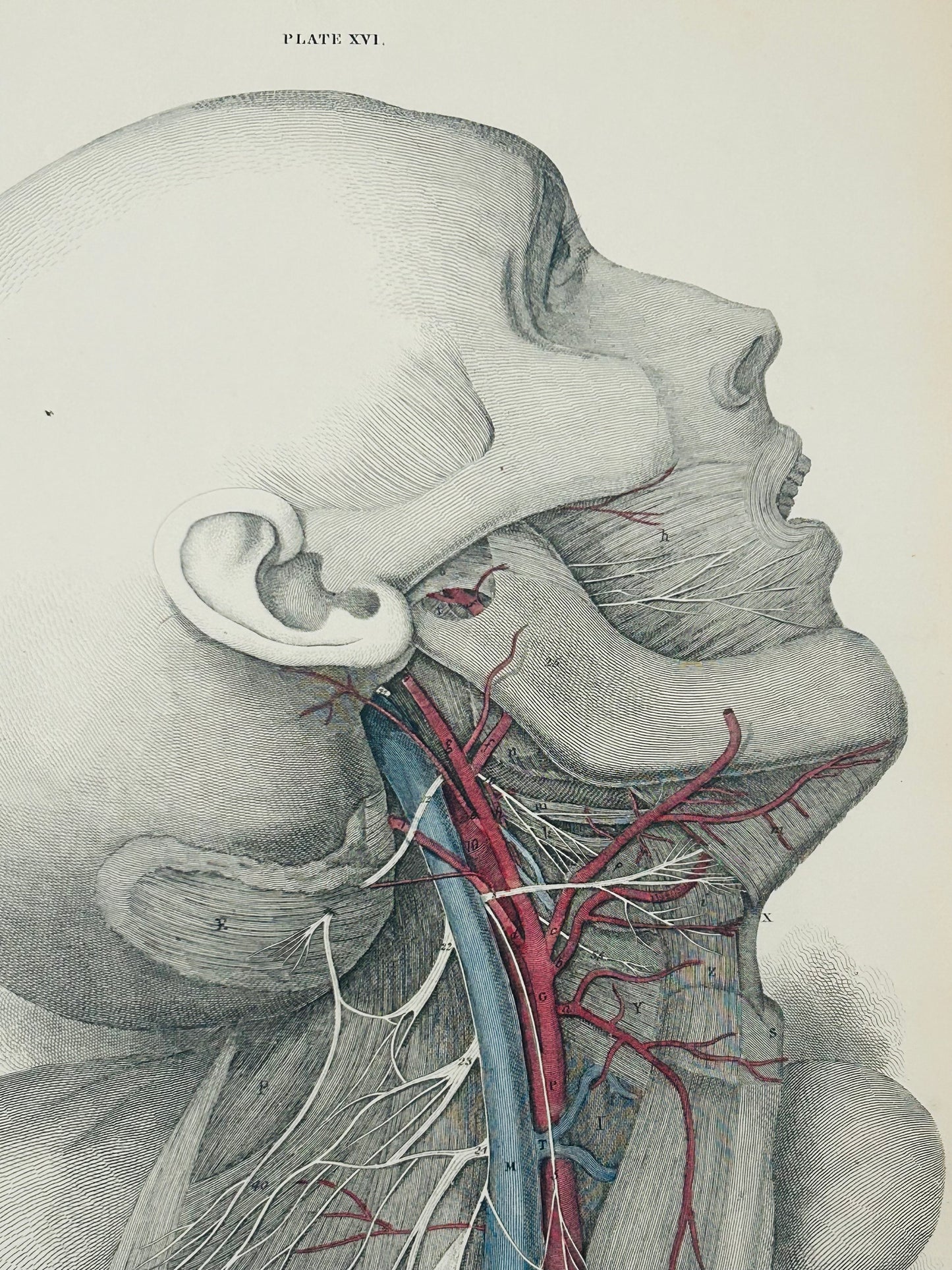 Lizars Plate XVI – Antique Anatomical Drawing Common Carotid Artery (1823–1827) | Hand-Coloured Engraving