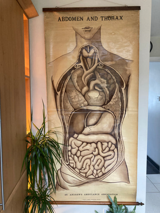 Antike anatomische Fuß- und Sprunggelenksillustration – Tafel LIV | Muskeln, Sehnen und Knochenstruktur – Frühe Anatomie – ORIGINAL