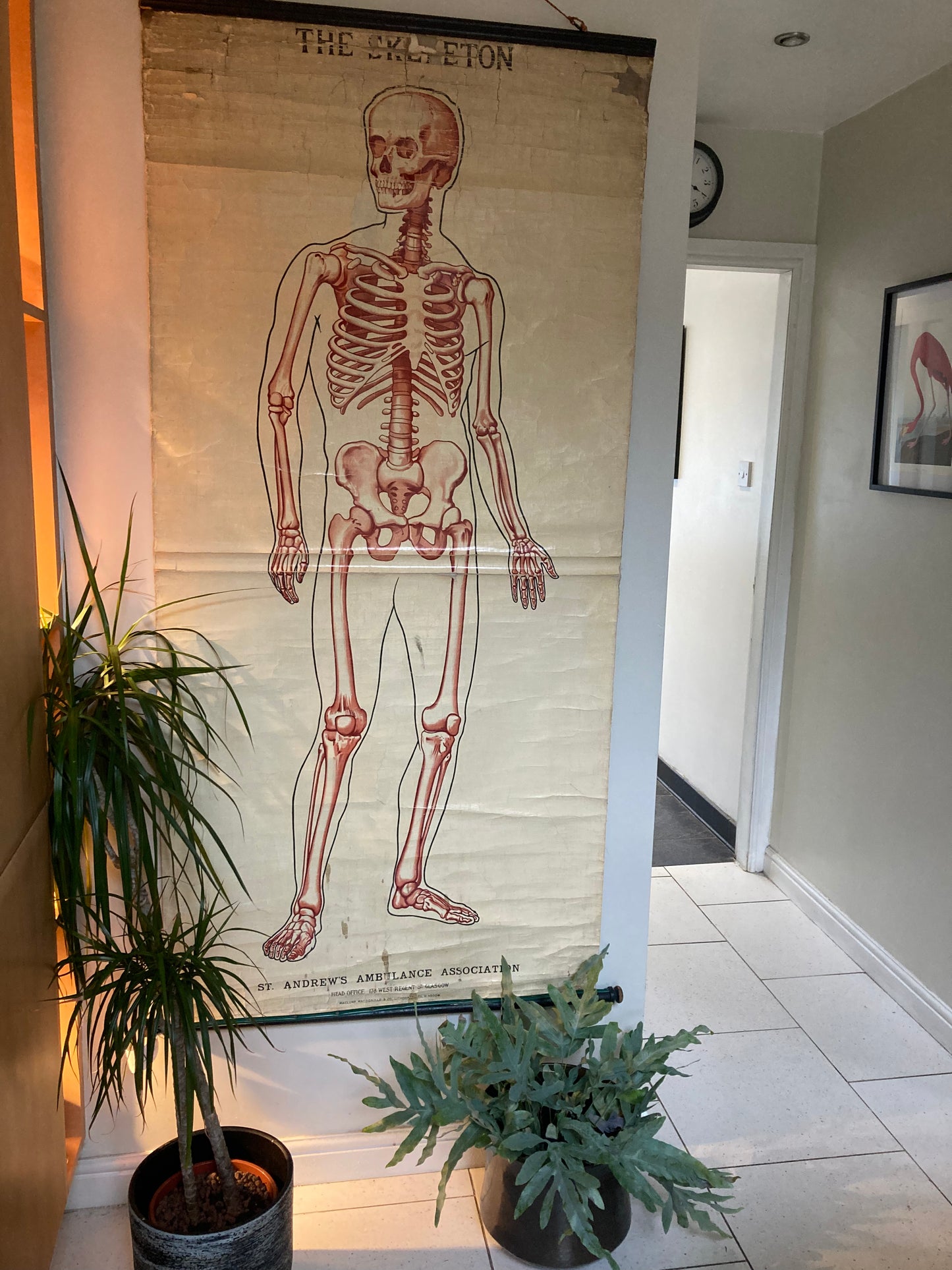 SOLD OUT - Anatomy Wall Chart The Skeleton