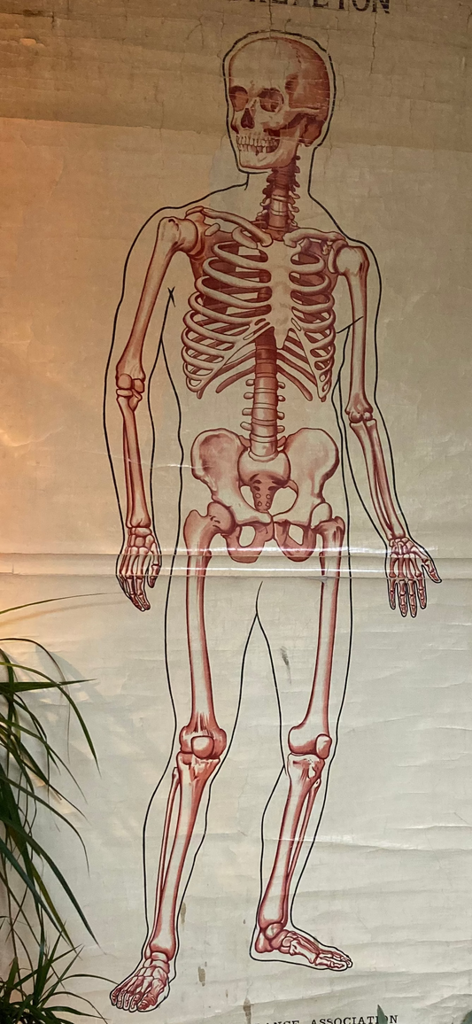 SOLD OUT - Anatomy Wall Chart The Skeleton