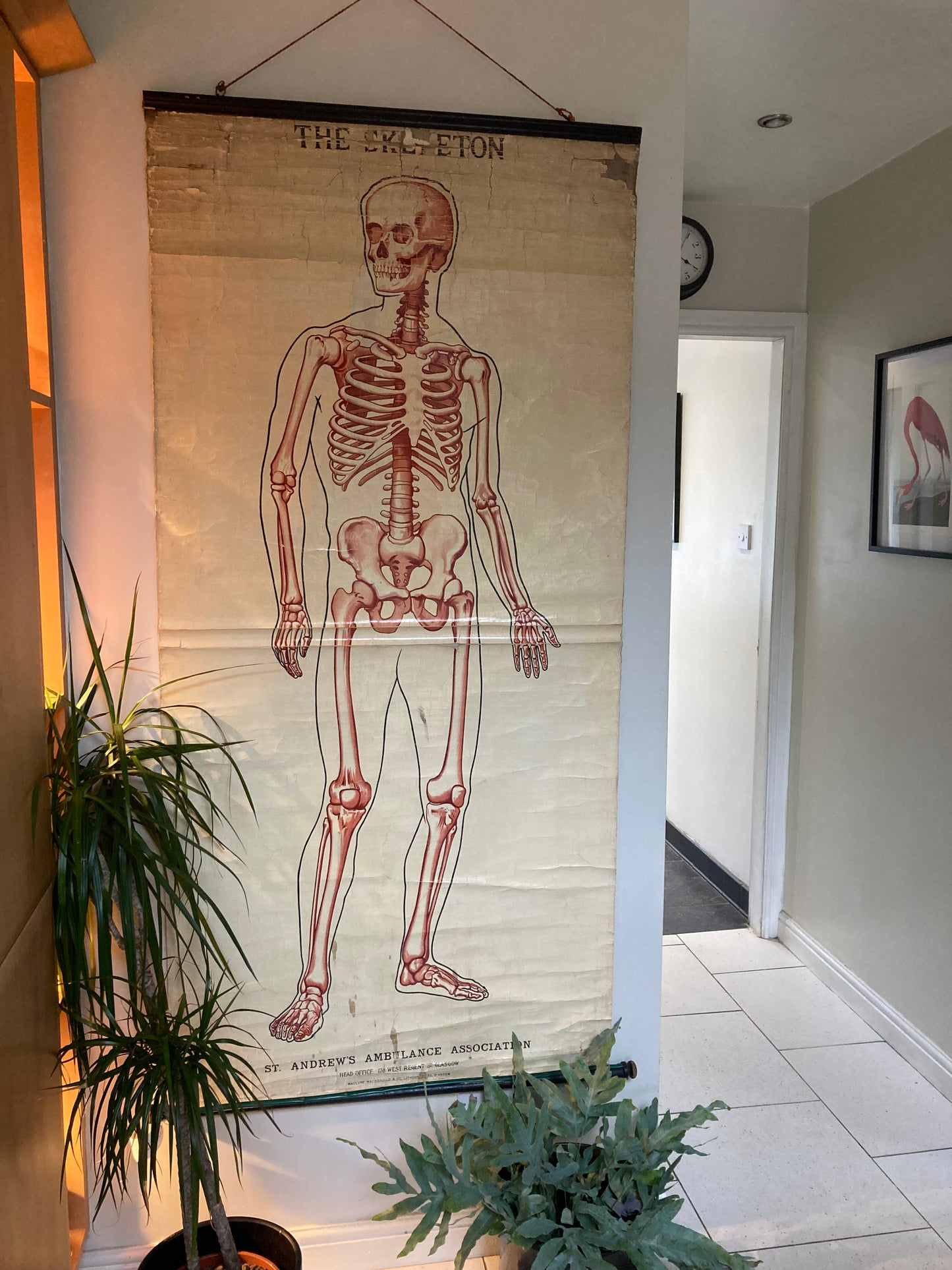 SOLD OUT - Anatomy Wall Chart The Skeleton