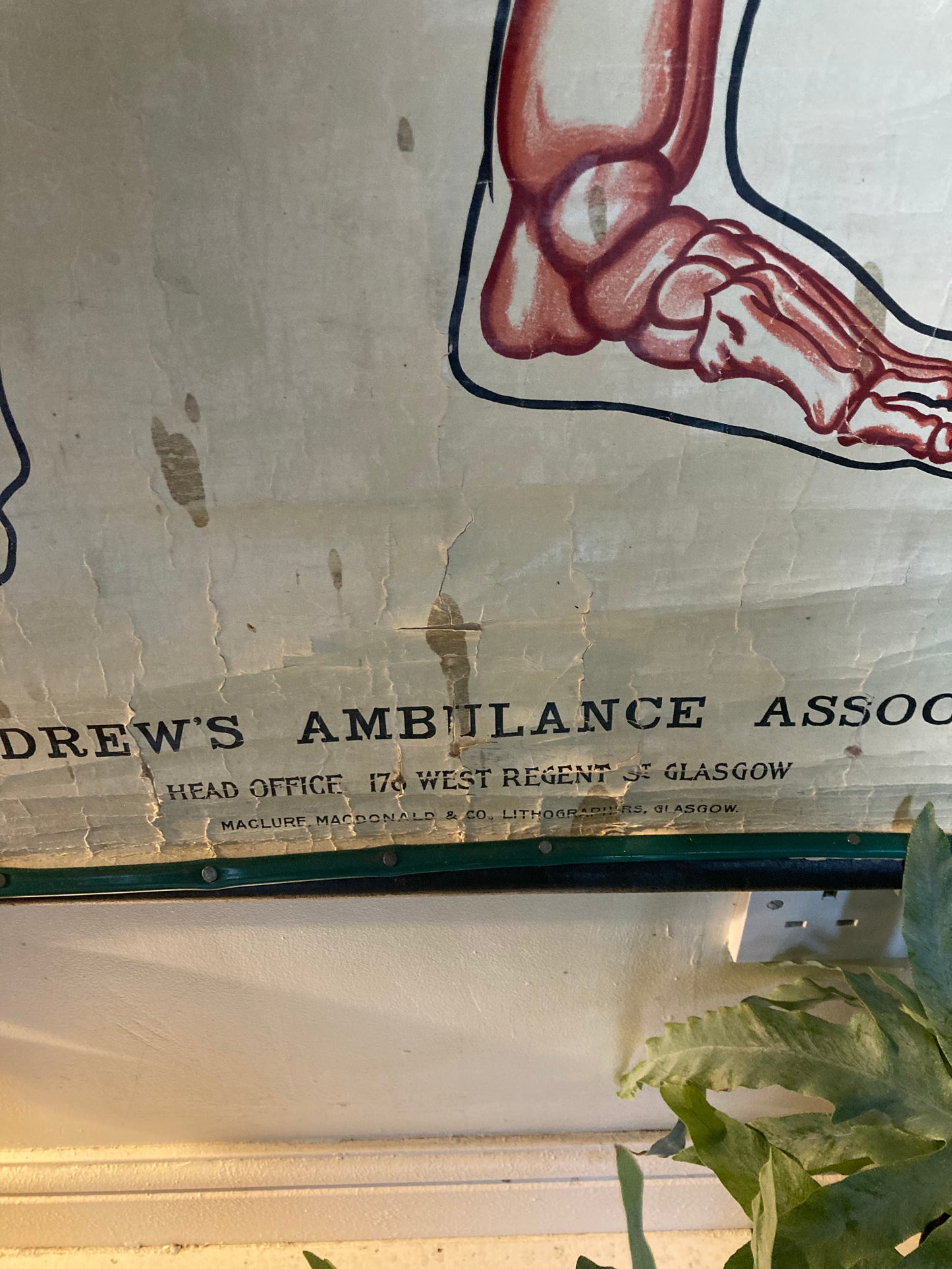 SOLD OUT - Anatomy Wall Chart The Skeleton