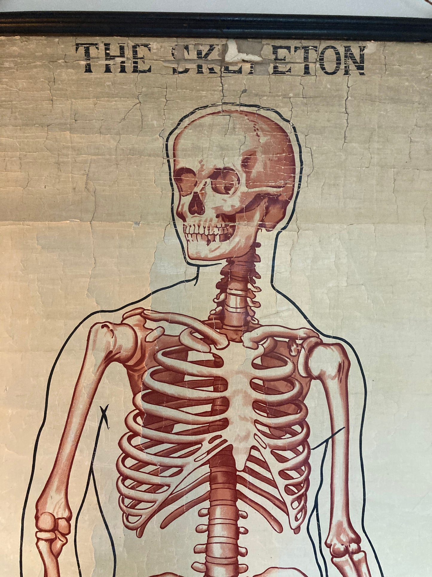 SOLD OUT - Anatomy Wall Chart The Skeleton