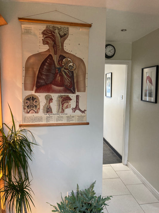 Antike anatomische Fuß- und Sprunggelenksillustration – Tafel LIV | Muskeln, Sehnen und Knochenstruktur – Frühe Anatomie – ORIGINAL