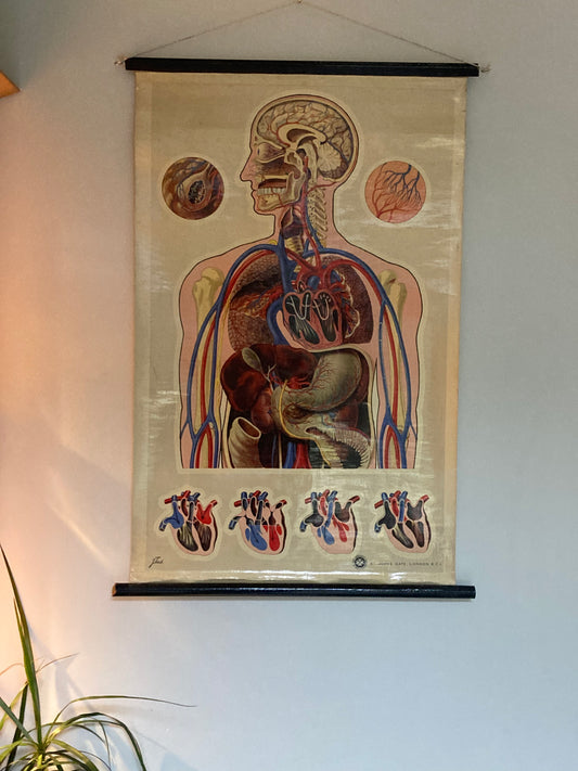 Antike anatomische Fuß- und Sprunggelenksillustration – Tafel LIV | Muskeln, Sehnen und Knochenstruktur – Frühe Anatomie – ORIGINAL