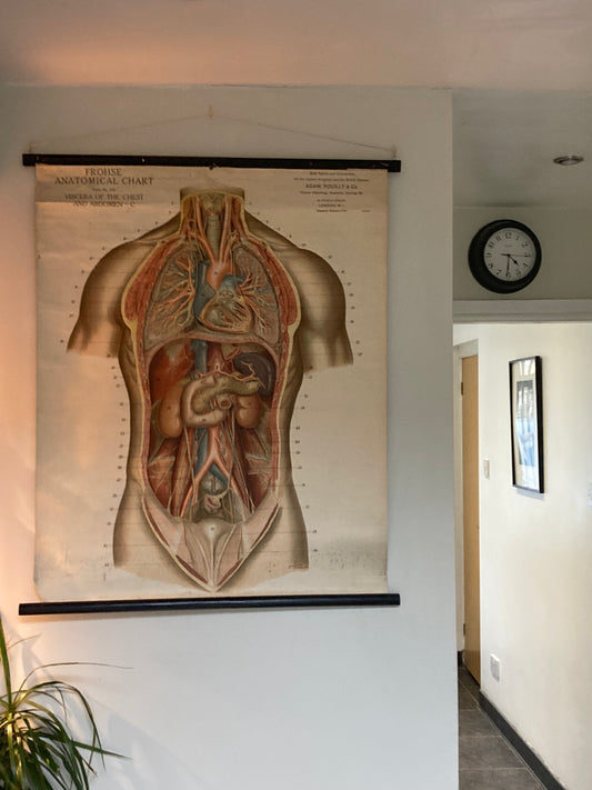 American Frohse Anatomical Chart (based on the drawings of Max Brödel) featuring the viscera of the chest and abdomen, supplied&nbsp;by Adam Rouilly &amp; Co in the UK.

Repurposed as a desirable contemporary interior design wall art poster.

