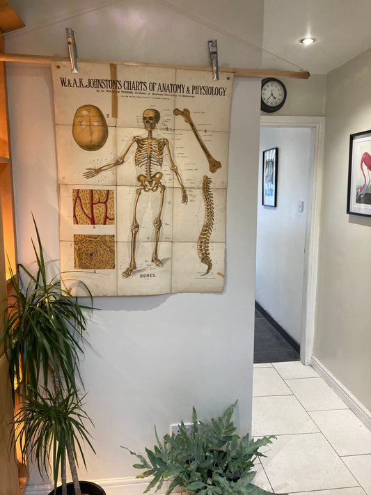 Antique Medical Poster Bones , circa 1903