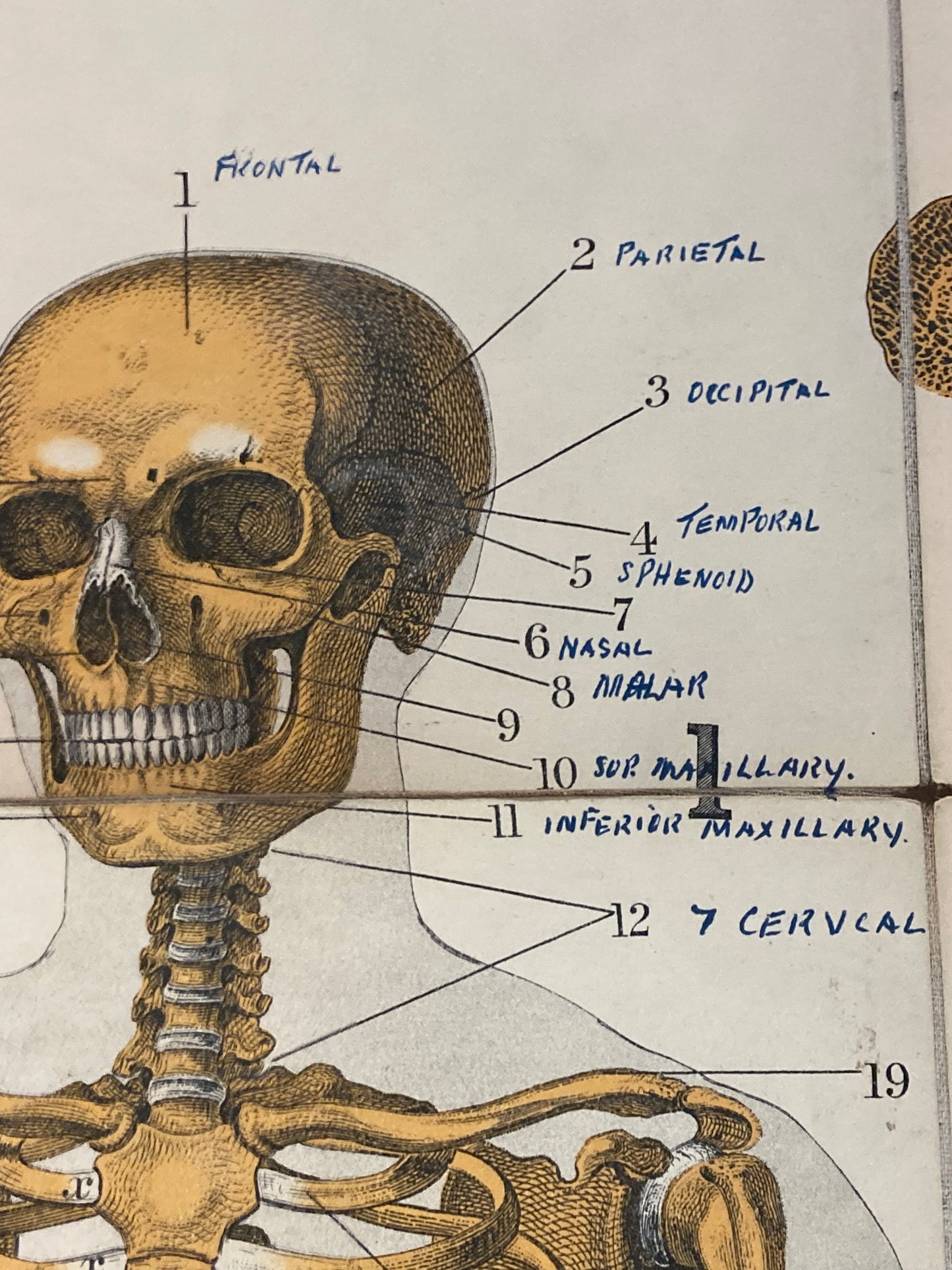 Antique Medical Poster Bones , circa 1903