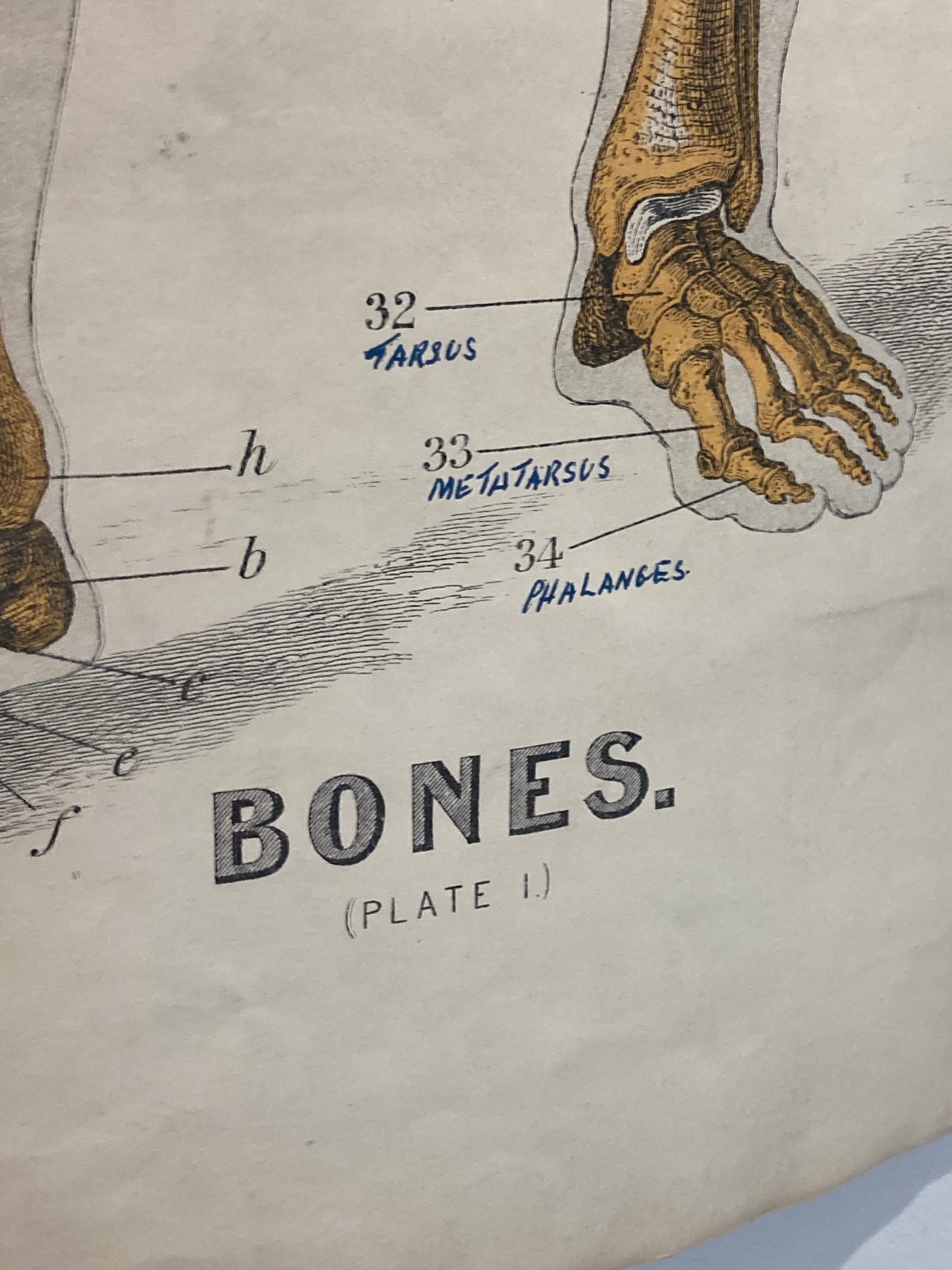 Antique Medical Poster Bones , circa 1903