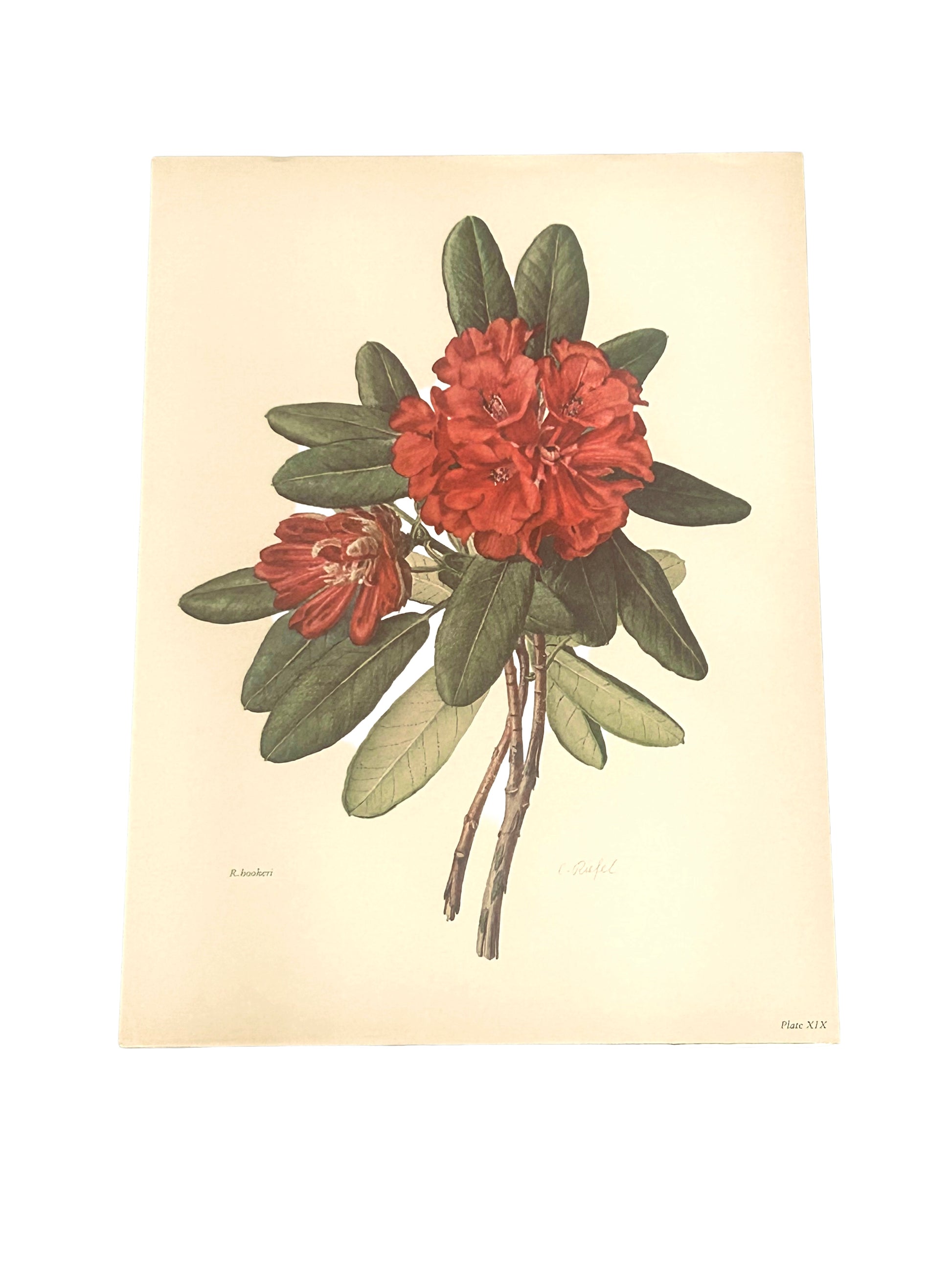 Rhododendron Hookeri Vintage Botanical Print – C. Riefel 1958 Plate XIX Floral Illustration