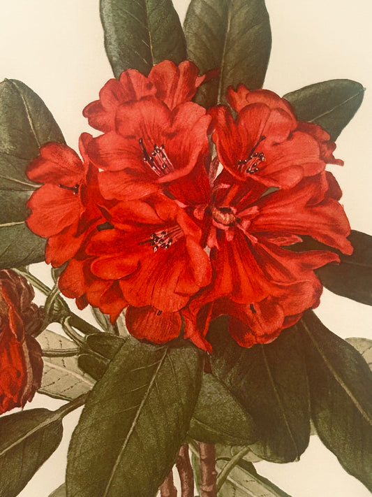 Rhododendron Hookeri Vintage Botanical Print – C. Riefel 1958 Plate XIX Floral Illustration