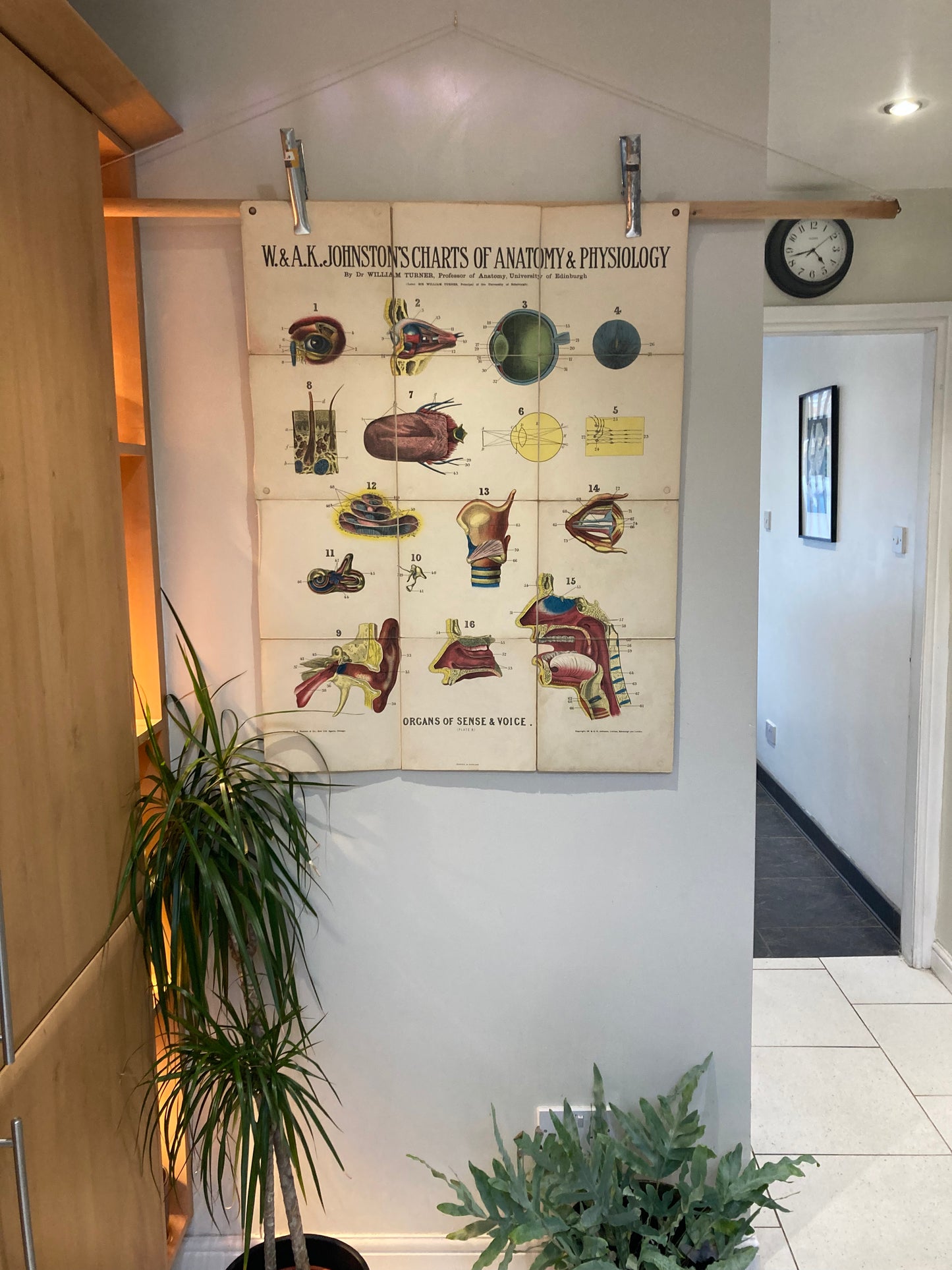 Antique Anatomy Organs of Sense & Voice , circa 1903