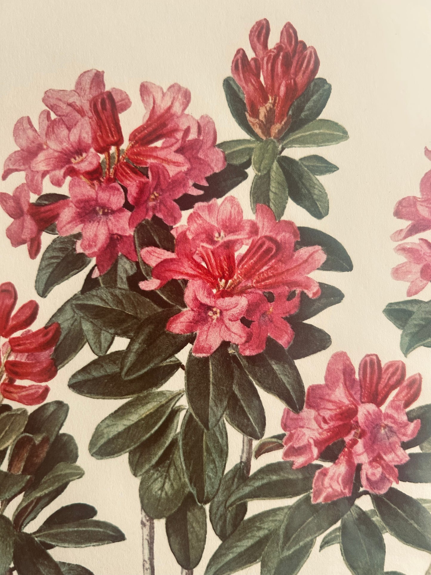 Rhododendron-Vintage-Druck | C. Riefel 1958 Floral - R Ferugineum Tafel XXIV Rosa
