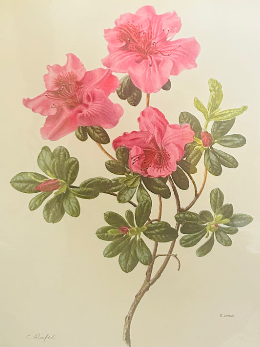 R Simsii Plate XXXII - Rhododendron | C. Riefel 1958 Floral -IR Simsii Plate XXXII - Vintage Botanical Print
