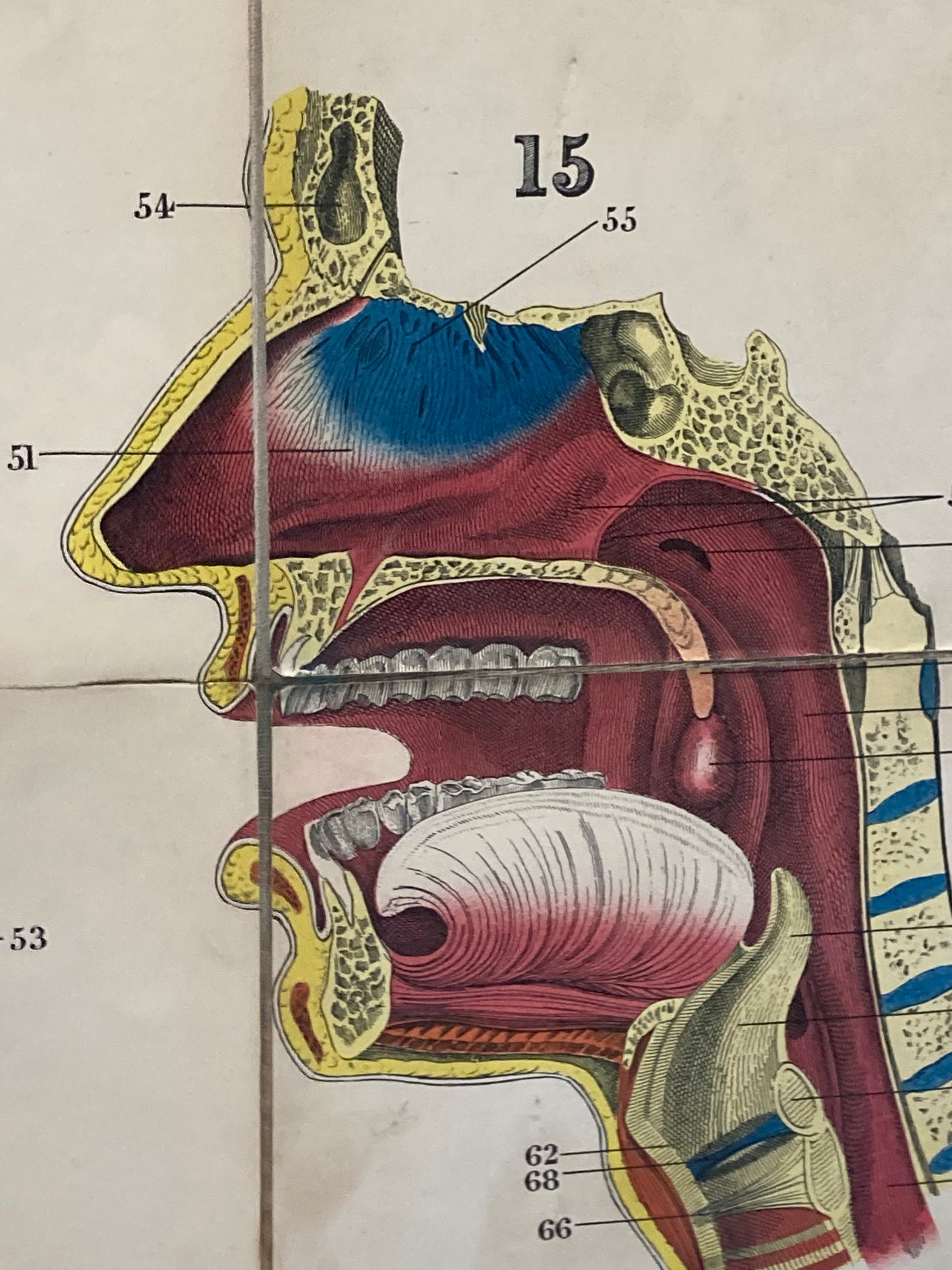 Antique Anatomy Organs of Sense & Voice , circa 1903