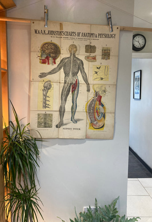 Antique Anatomy Nervous System circa 1903