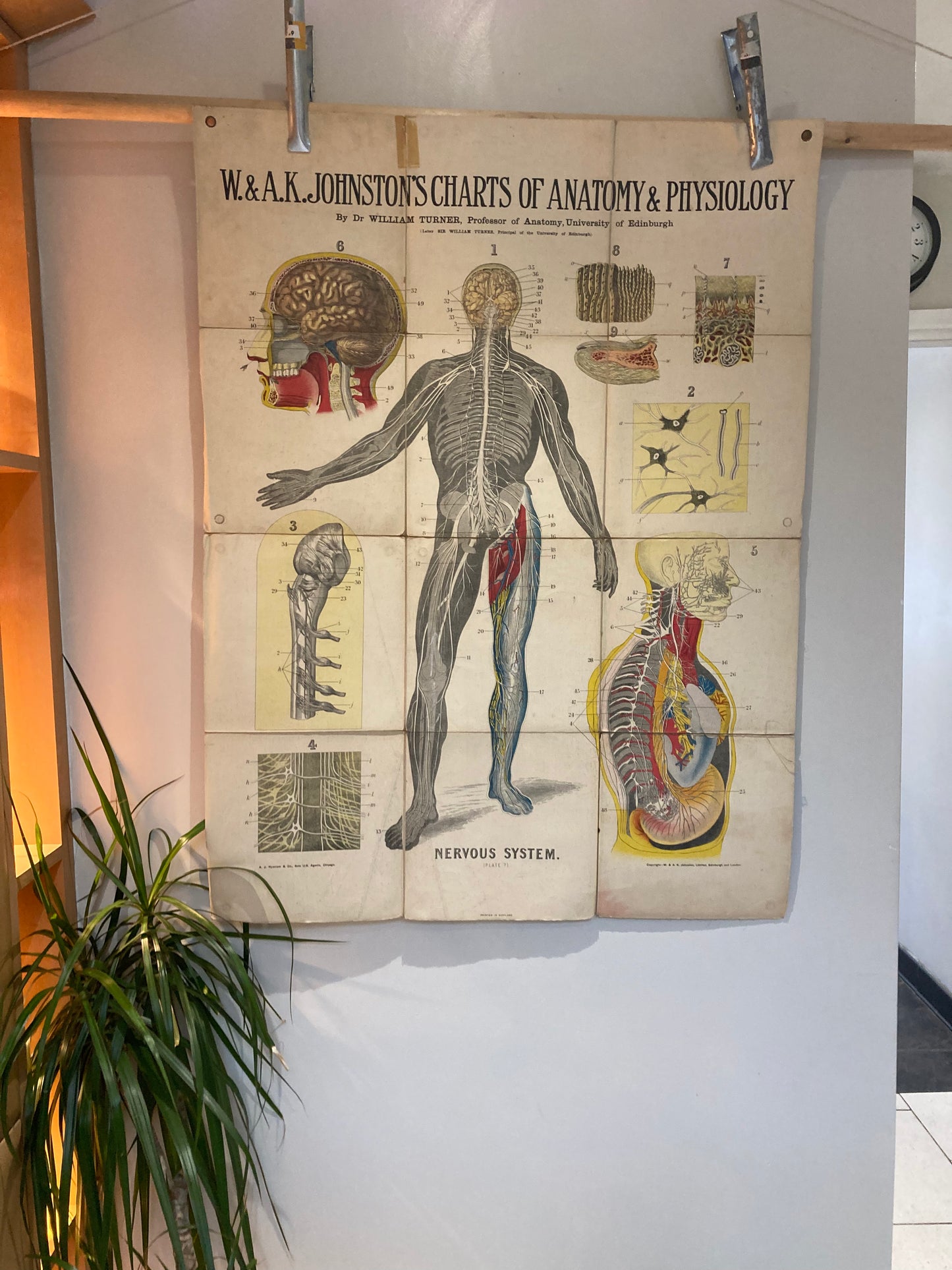 Antique Anatomy Nervous System circa 1903