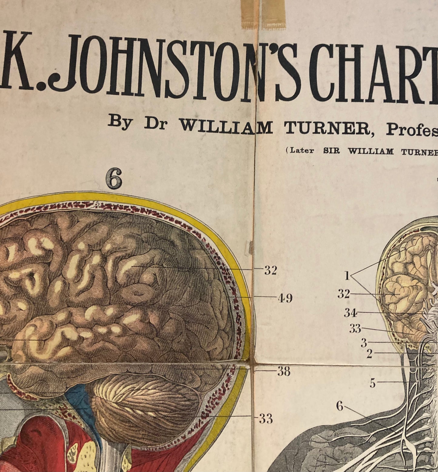 Antique Anatomy Nervous System circa 1903