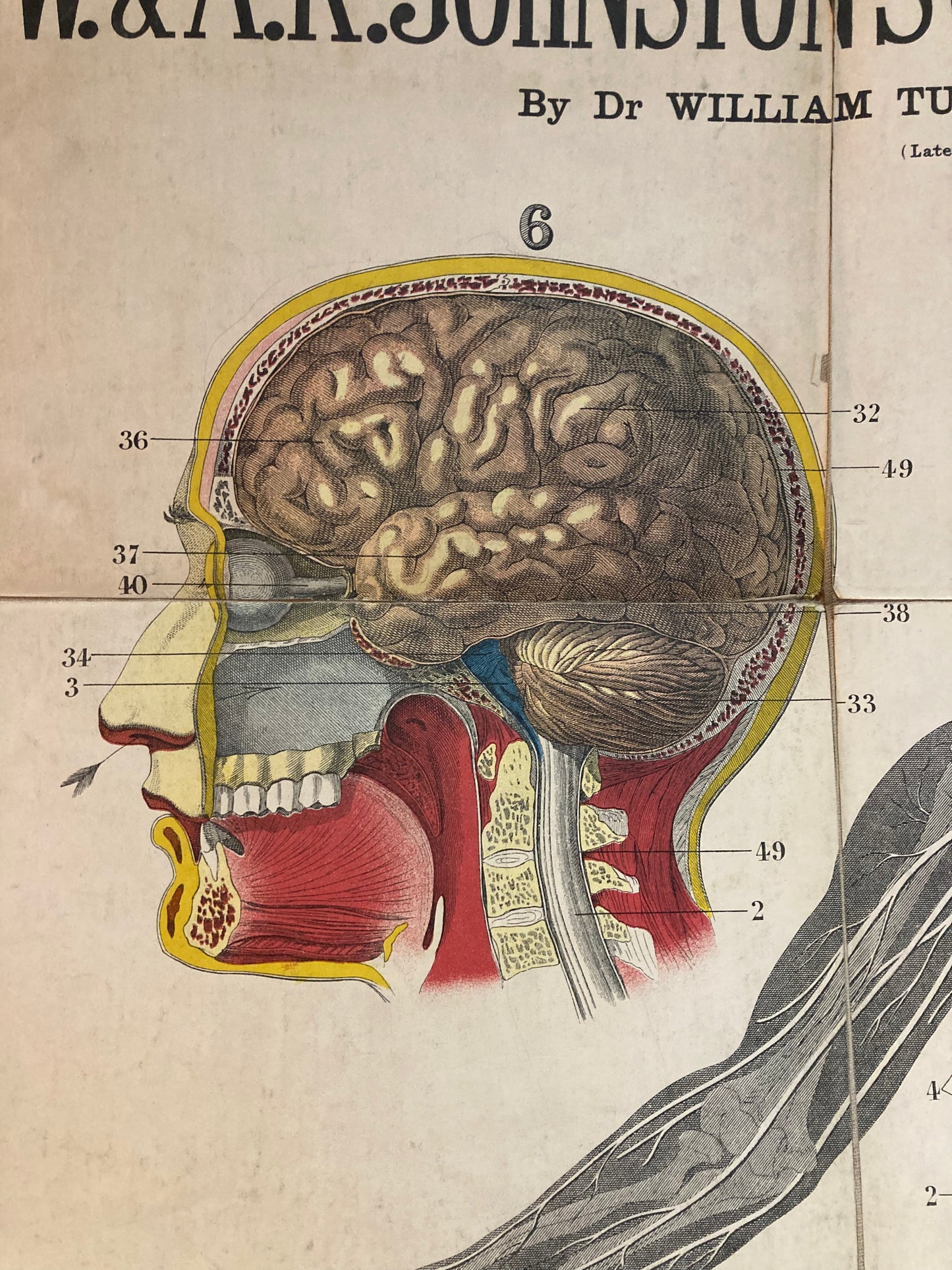 Antique Anatomy Nervous System circa 1903