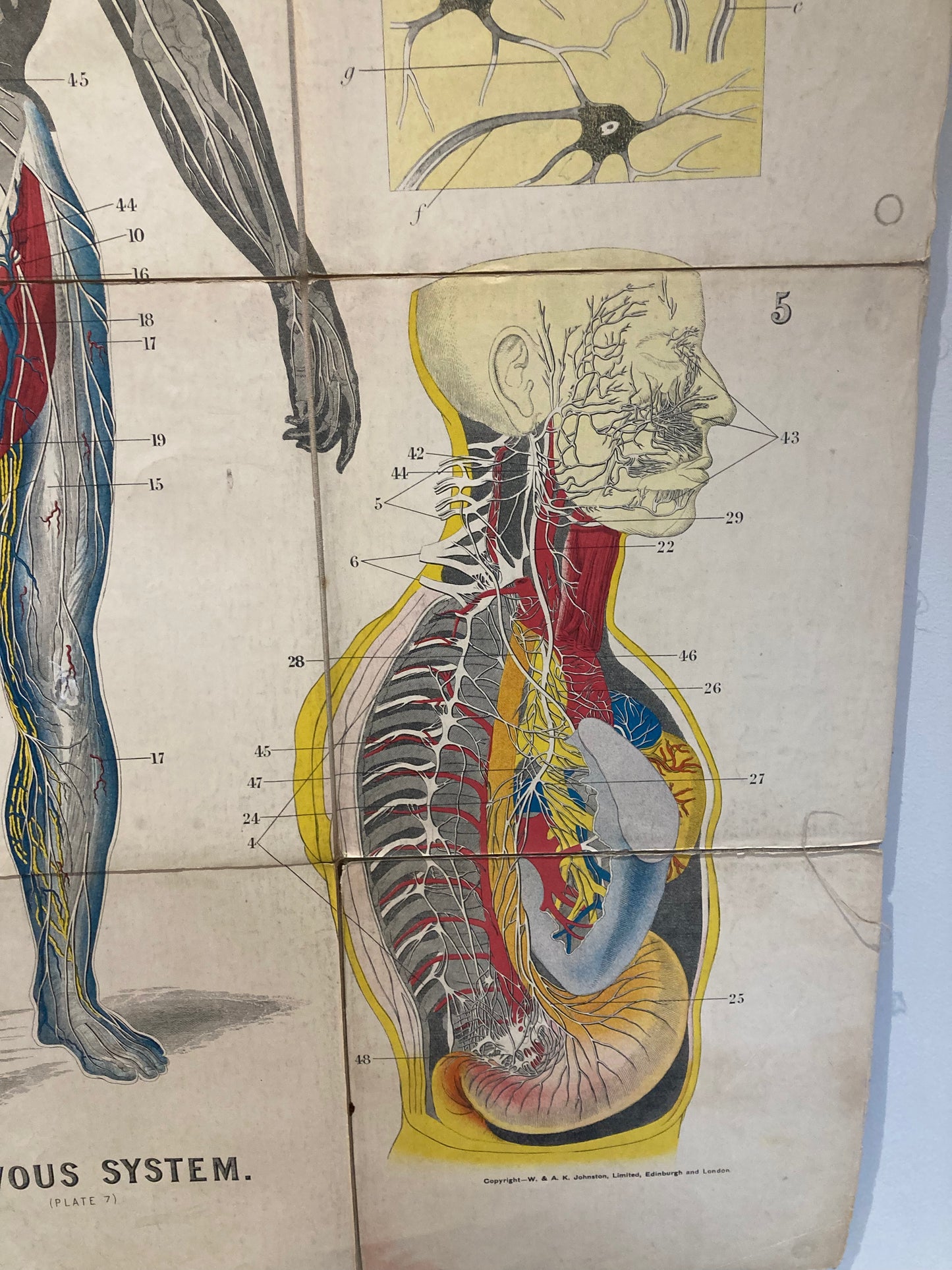 Antique Anatomy Nervous System circa 1903