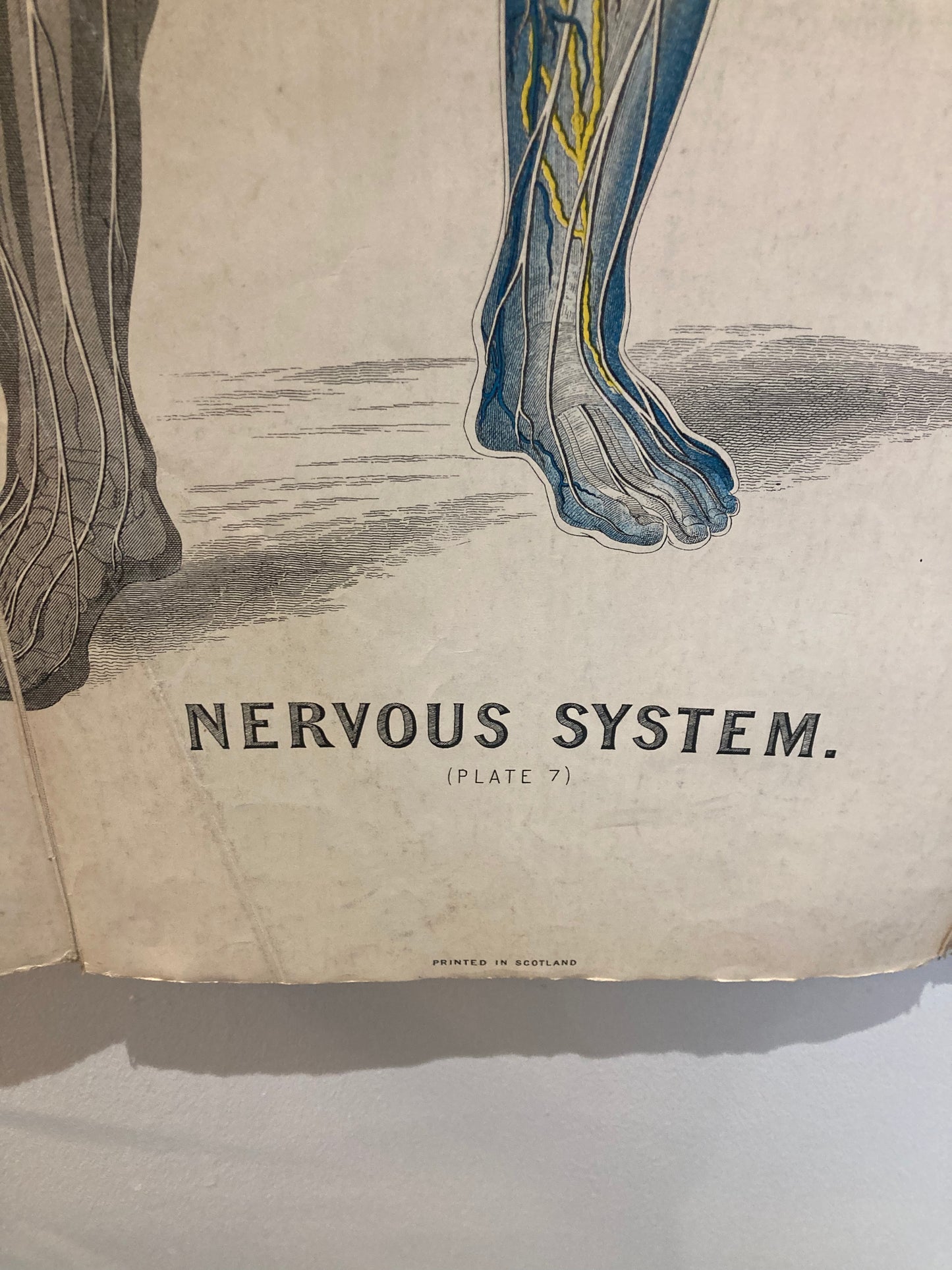 Antique Anatomy Nervous System circa 1903