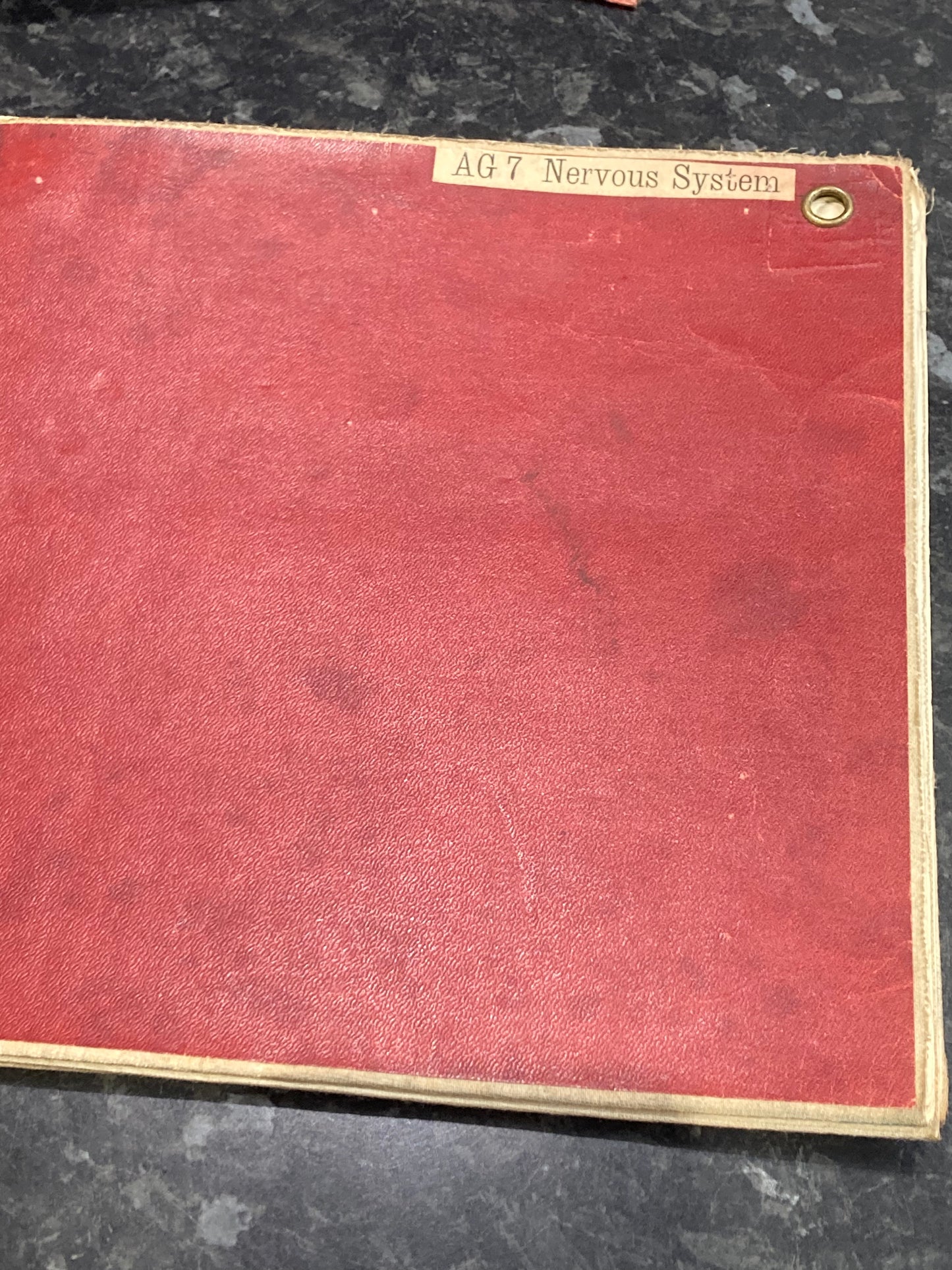 Antique Anatomy Nervous System circa 1903