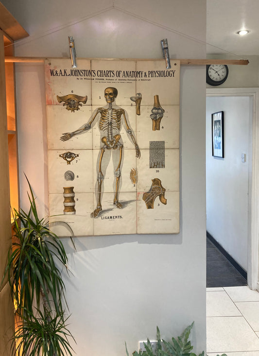 Antique Anatomy Ligaments , circa 1903