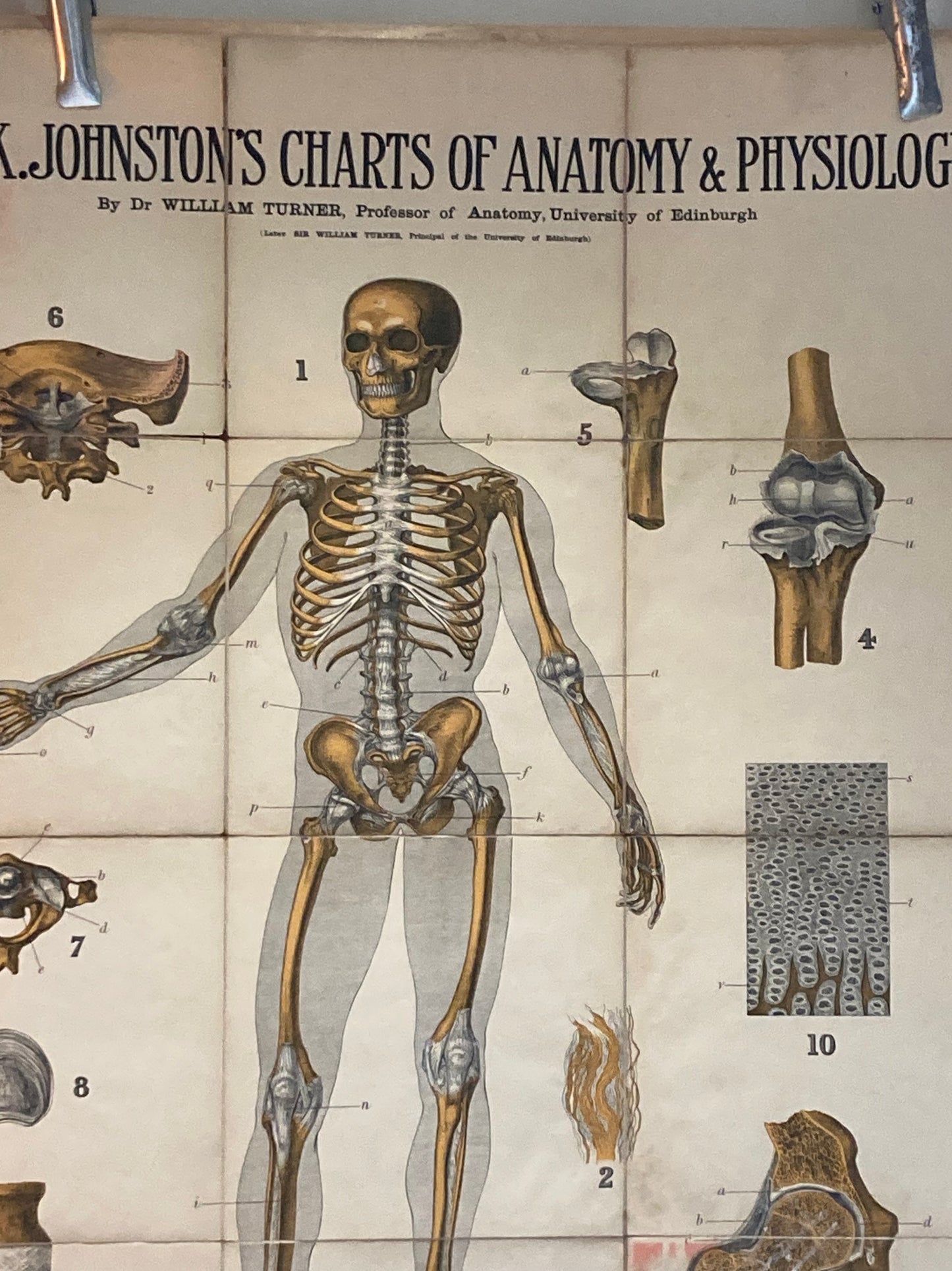 Antique Anatomy Ligaments , circa 1903