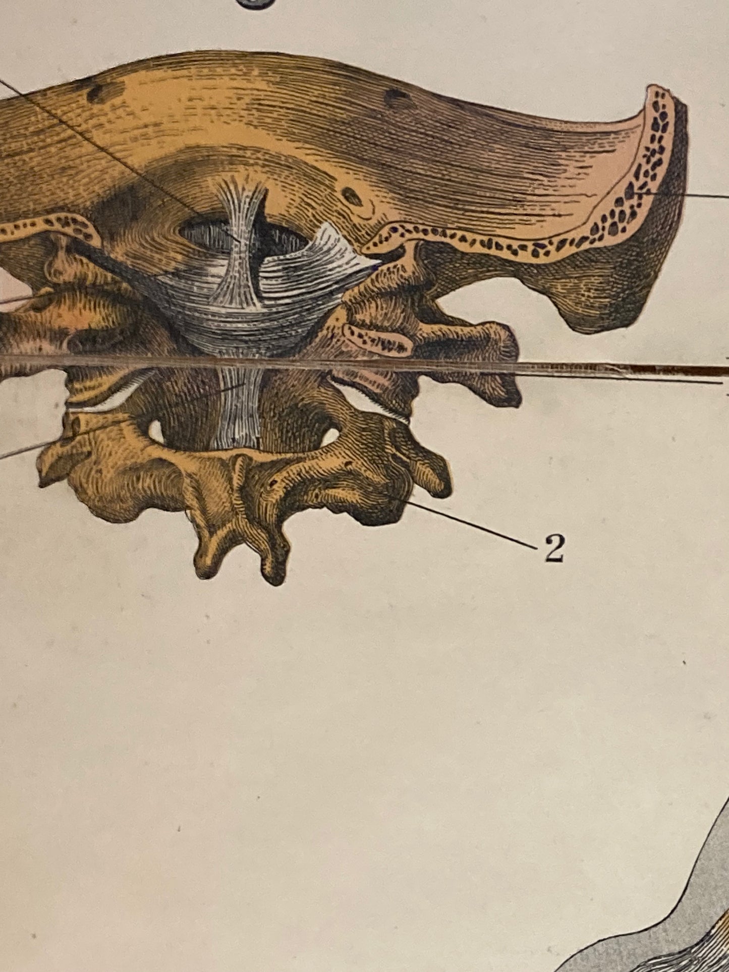 Antique Anatomy Ligaments , circa 1903