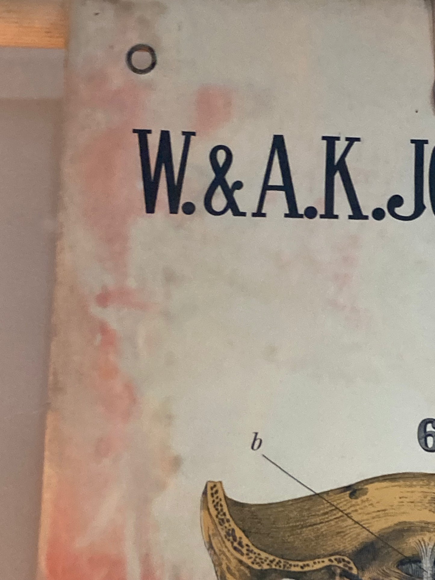 Antique Anatomy Ligaments , circa 1903