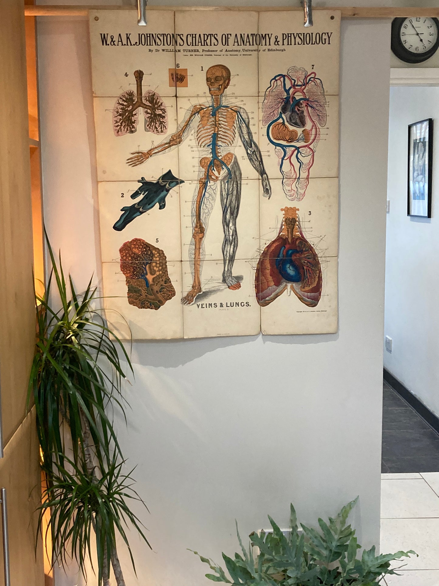 Antique Anatomy Veins & Lungs , circa 1903