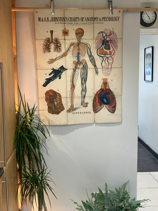 Antique Anatomy Veins & Lungs , circa 1903