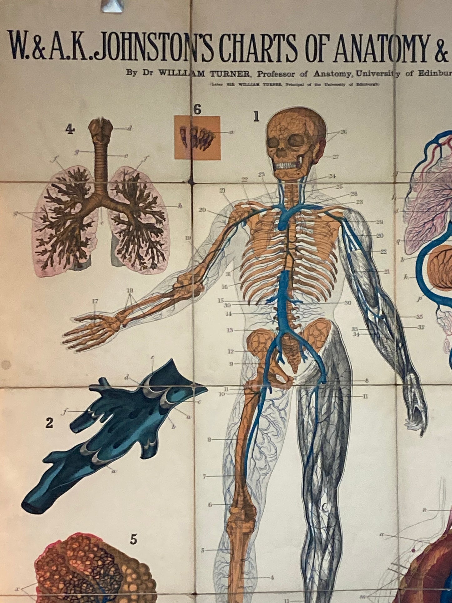 Antique Anatomy Veins & Lungs , circa 1903