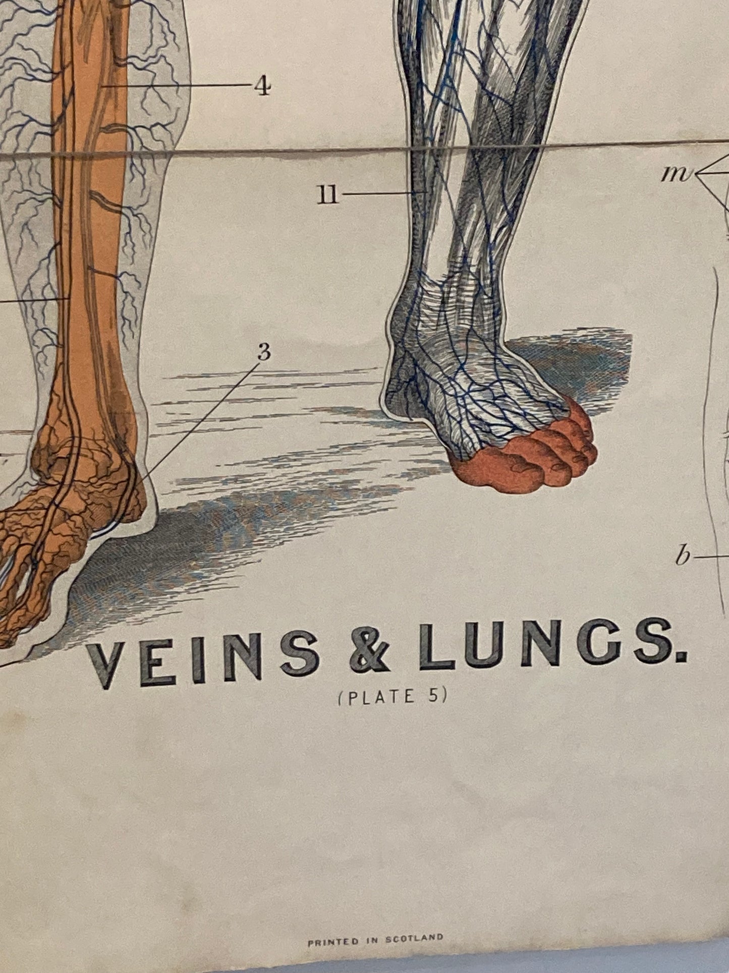 Antique Anatomy Veins & Lungs , circa 1903