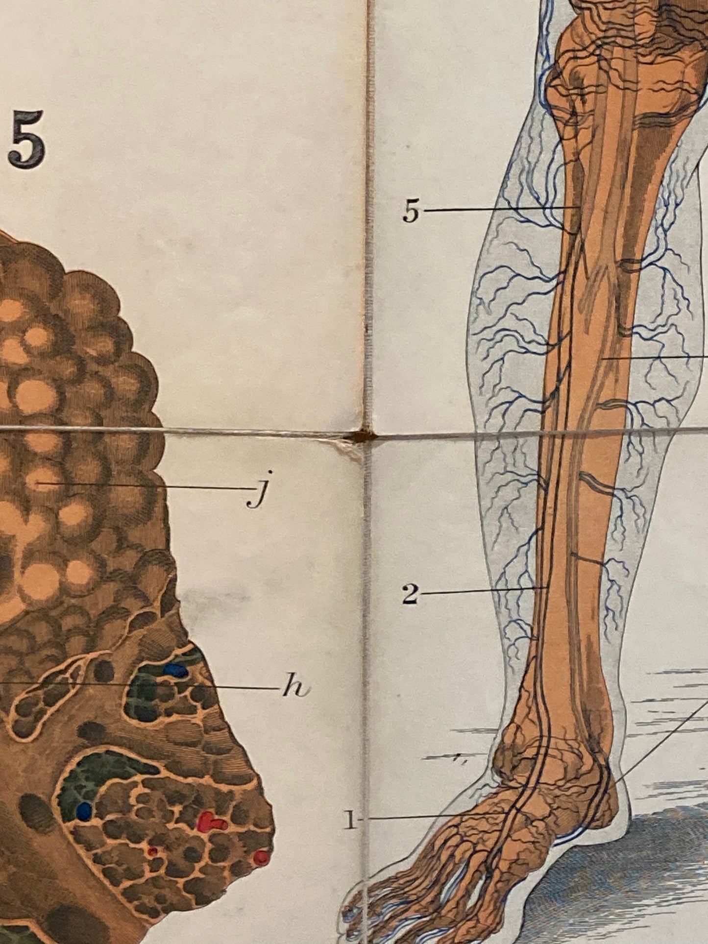 Antique Anatomy Veins & Lungs , circa 1903