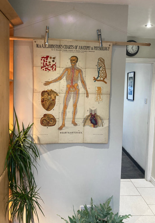 Antique Anatomy Heart & Arteries, circa 1903