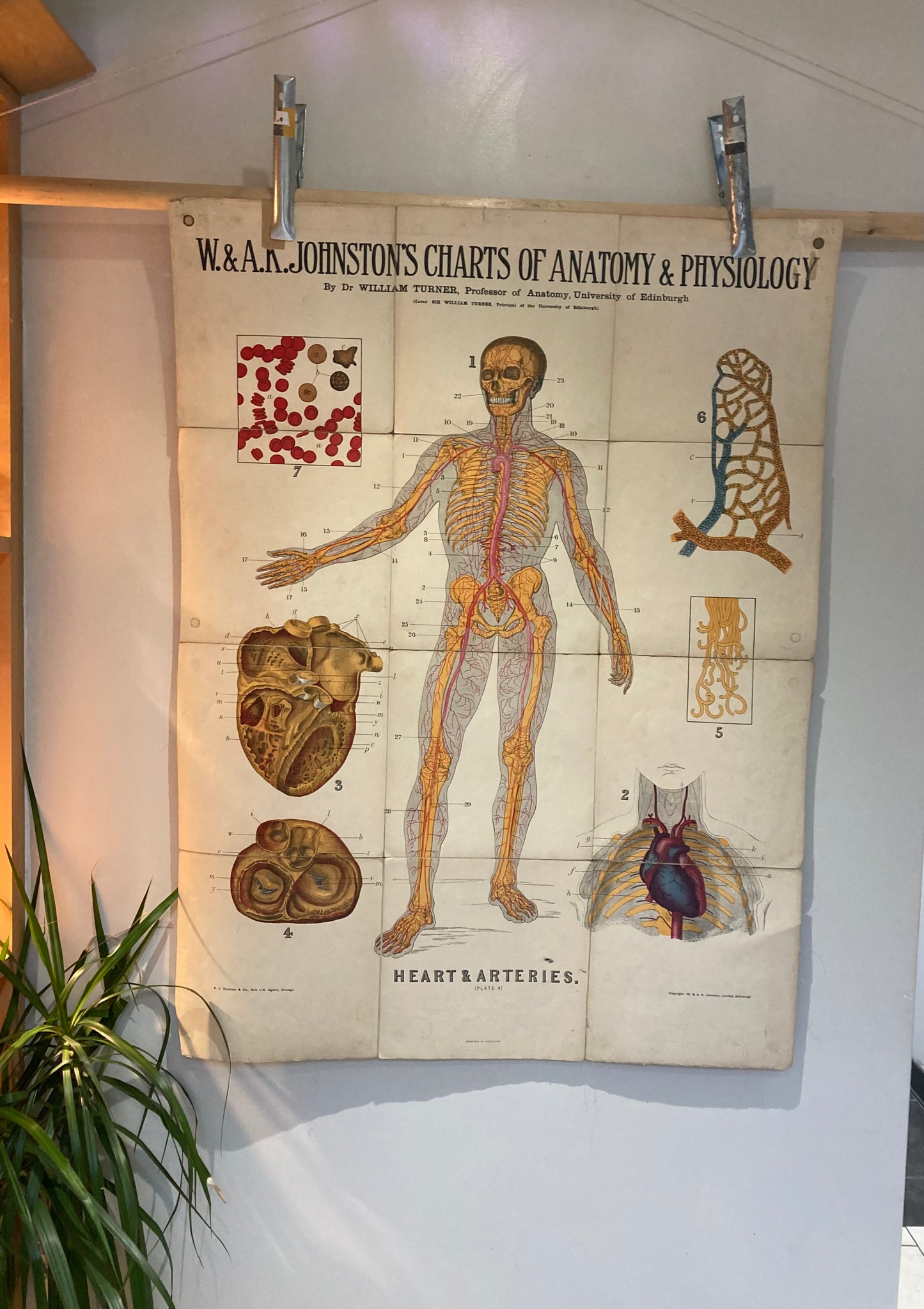 Antique Anatomy Heart & Arteries, circa 1903