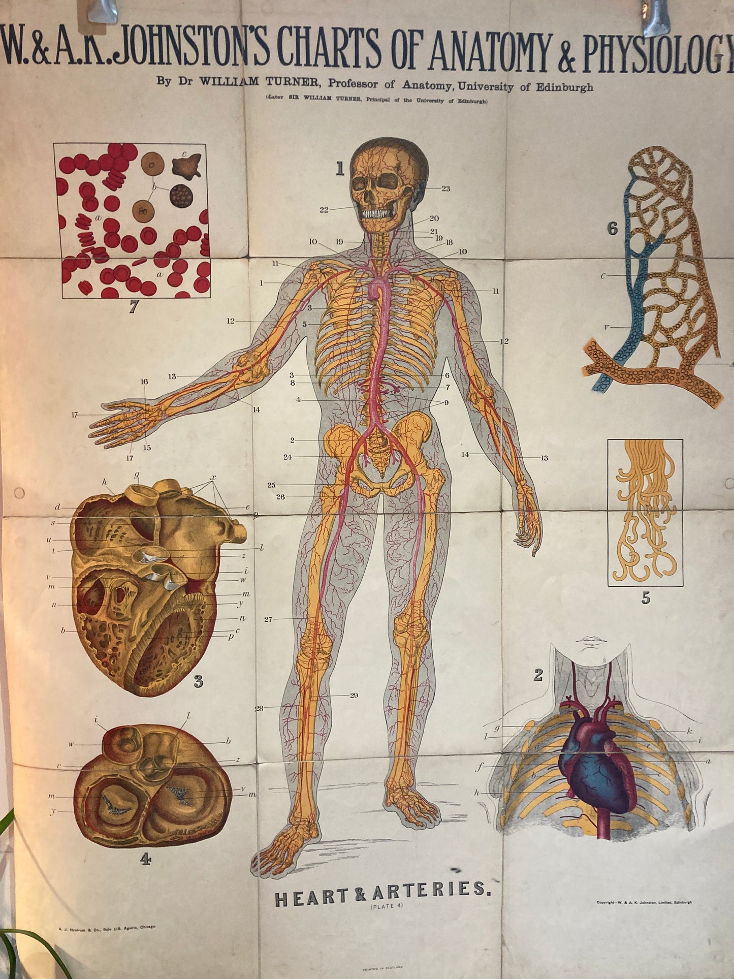 Antique Anatomy Heart & Arteries, circa 1903