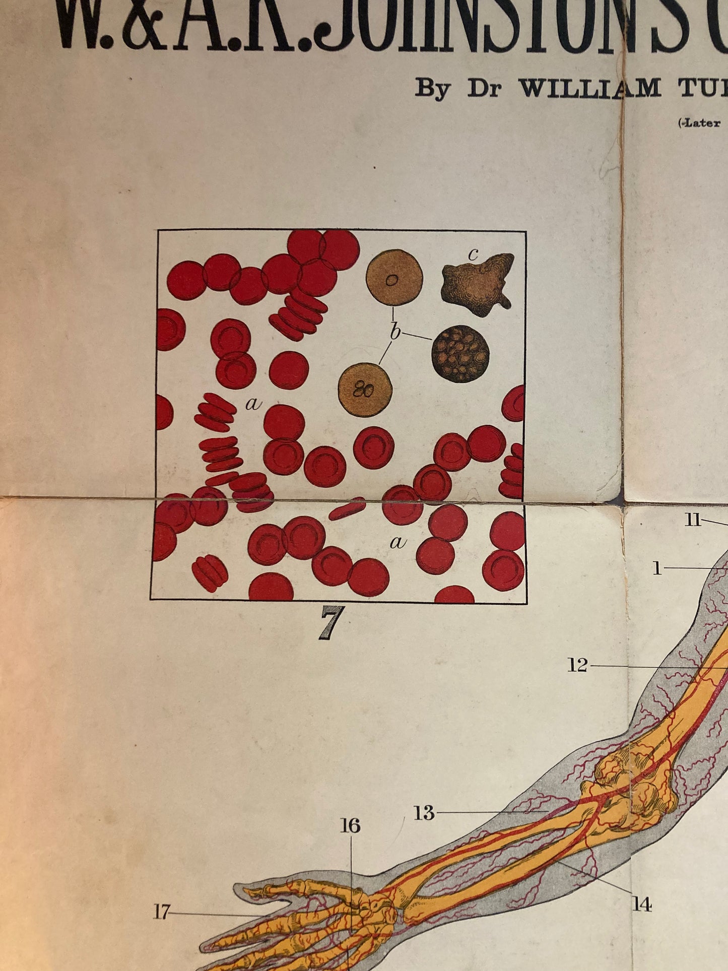 Antique Anatomy Heart & Arteries, circa 1903