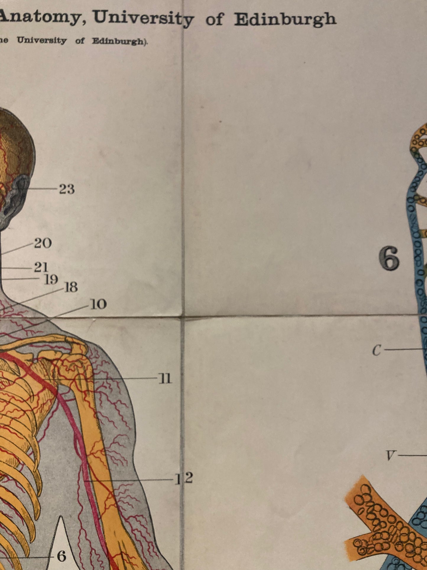 Antique Anatomy Heart & Arteries, circa 1903