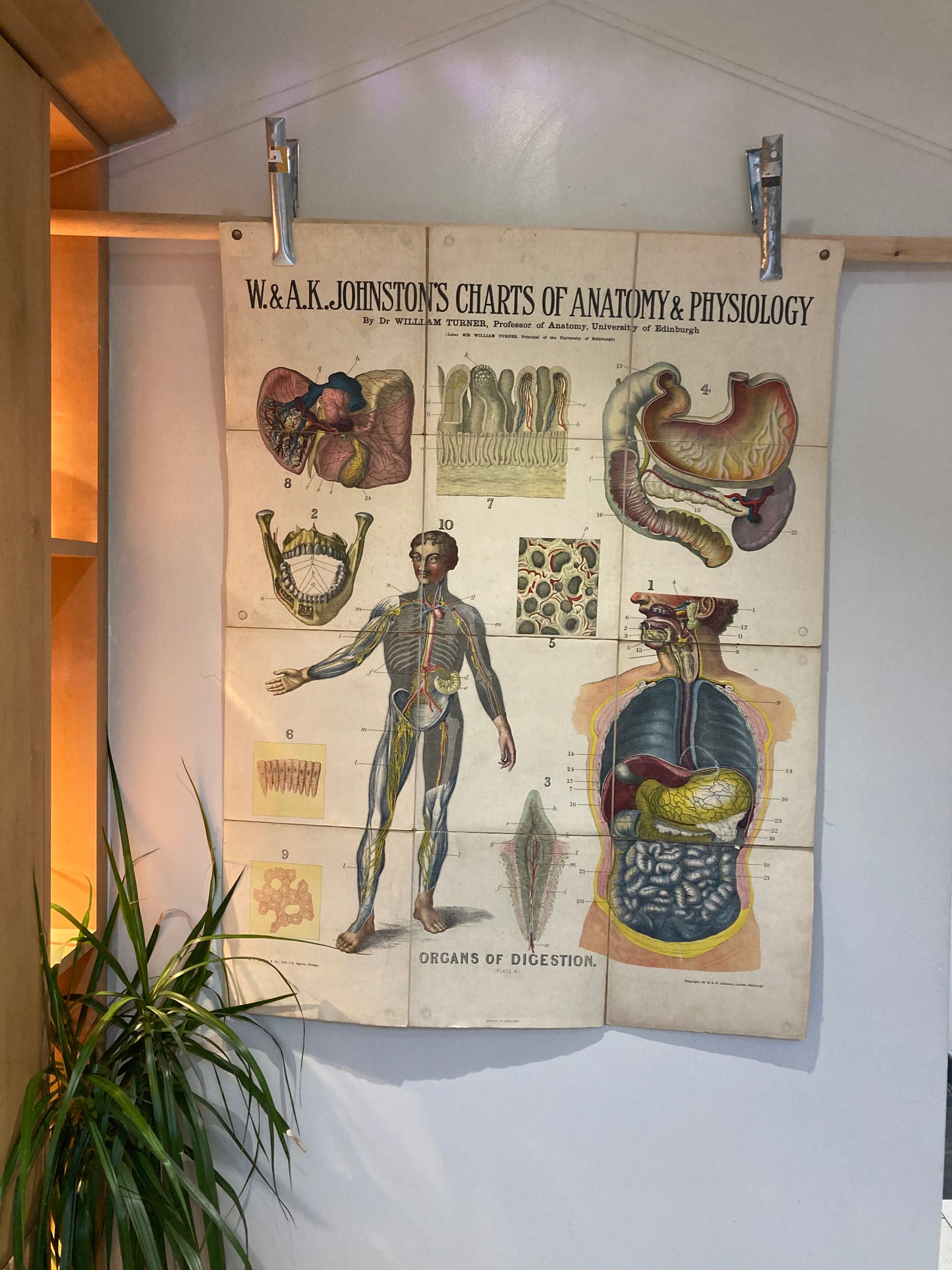 Antique Anatomy Organs of Digestion circa 1903