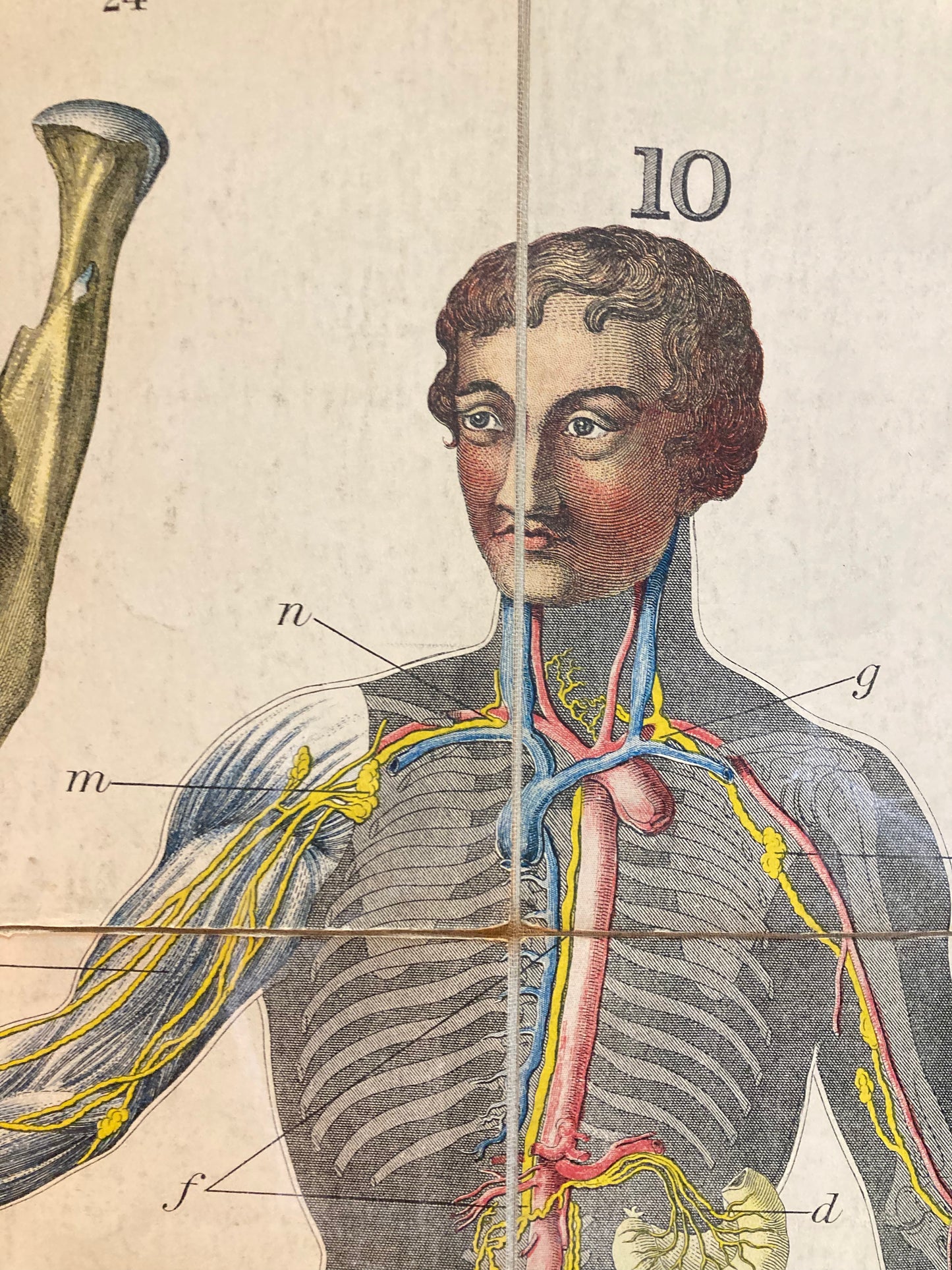 Antique Anatomy Organs of Digestion circa 1903
