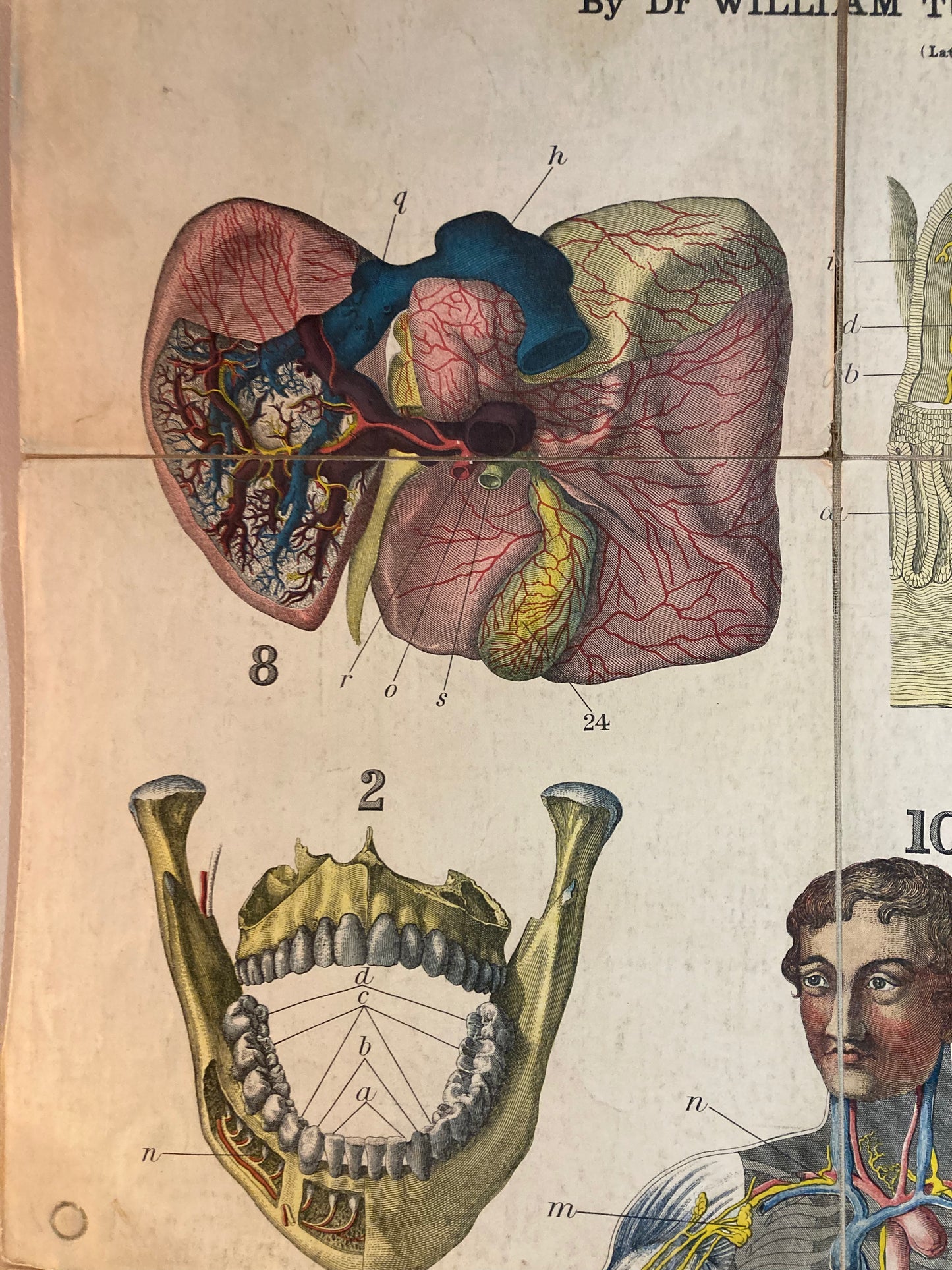 Antique Anatomy Organs of Digestion circa 1903