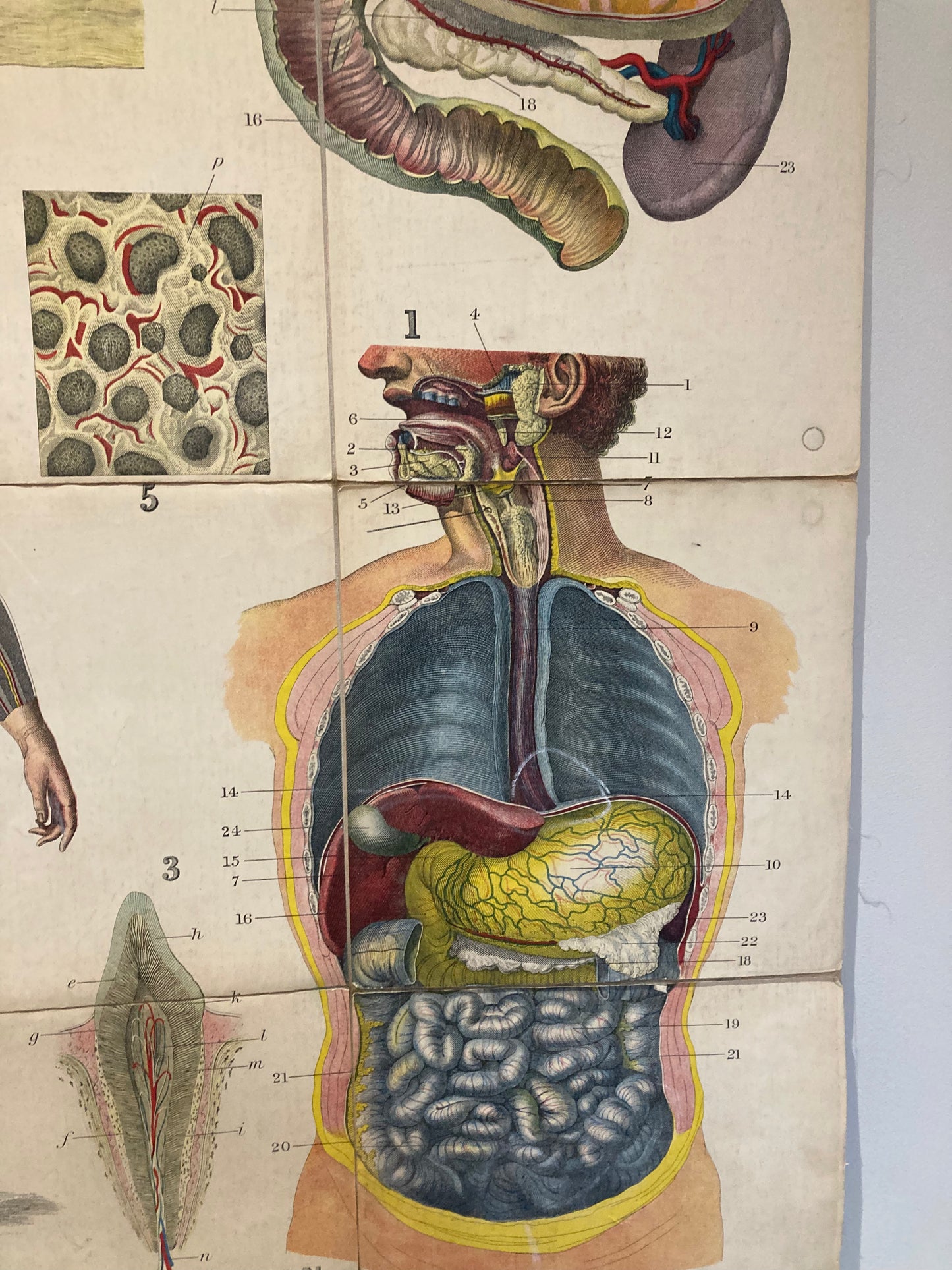 Antique Anatomy Organs of Digestion circa 1903