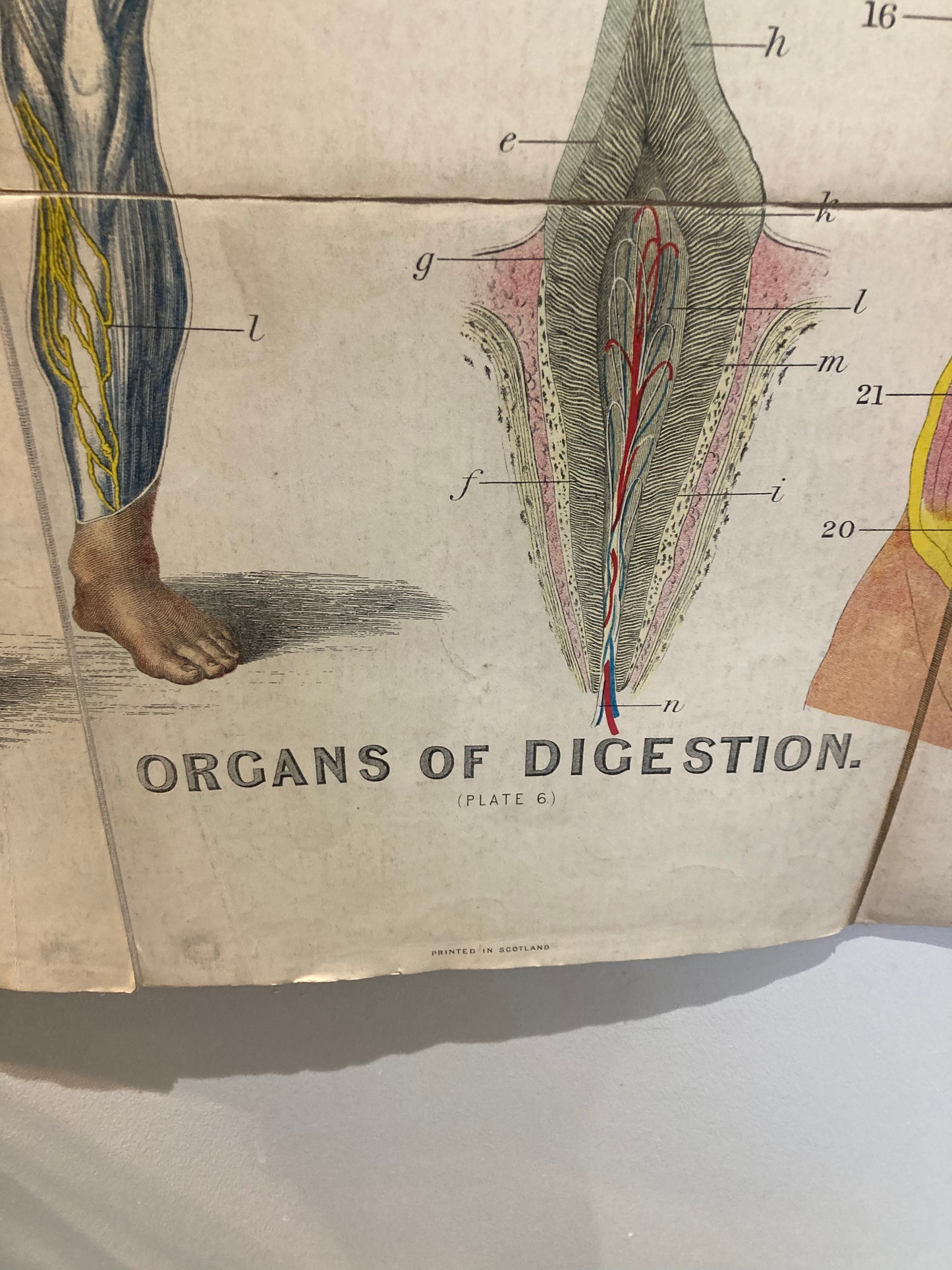 Antique Anatomy Organs of Digestion circa 1903