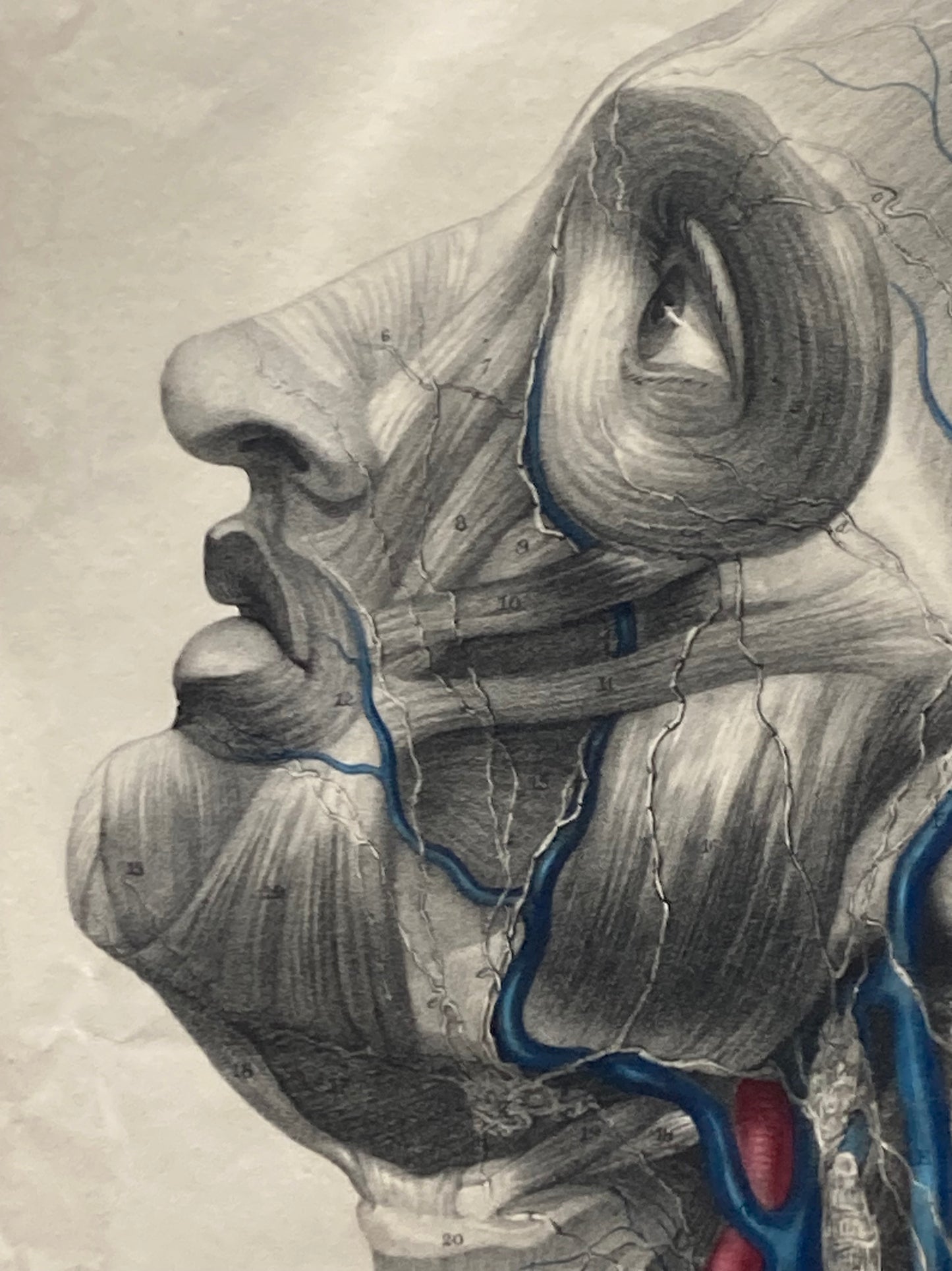 Anatomical Original Artwork - Vascular Head & Neck Lymphatic