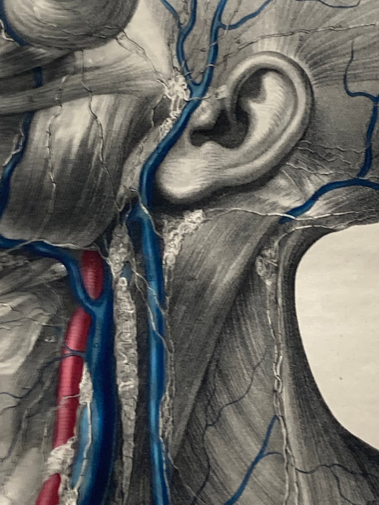 Anatomical Original Artwork - Vascular Head & Neck Lymphatic